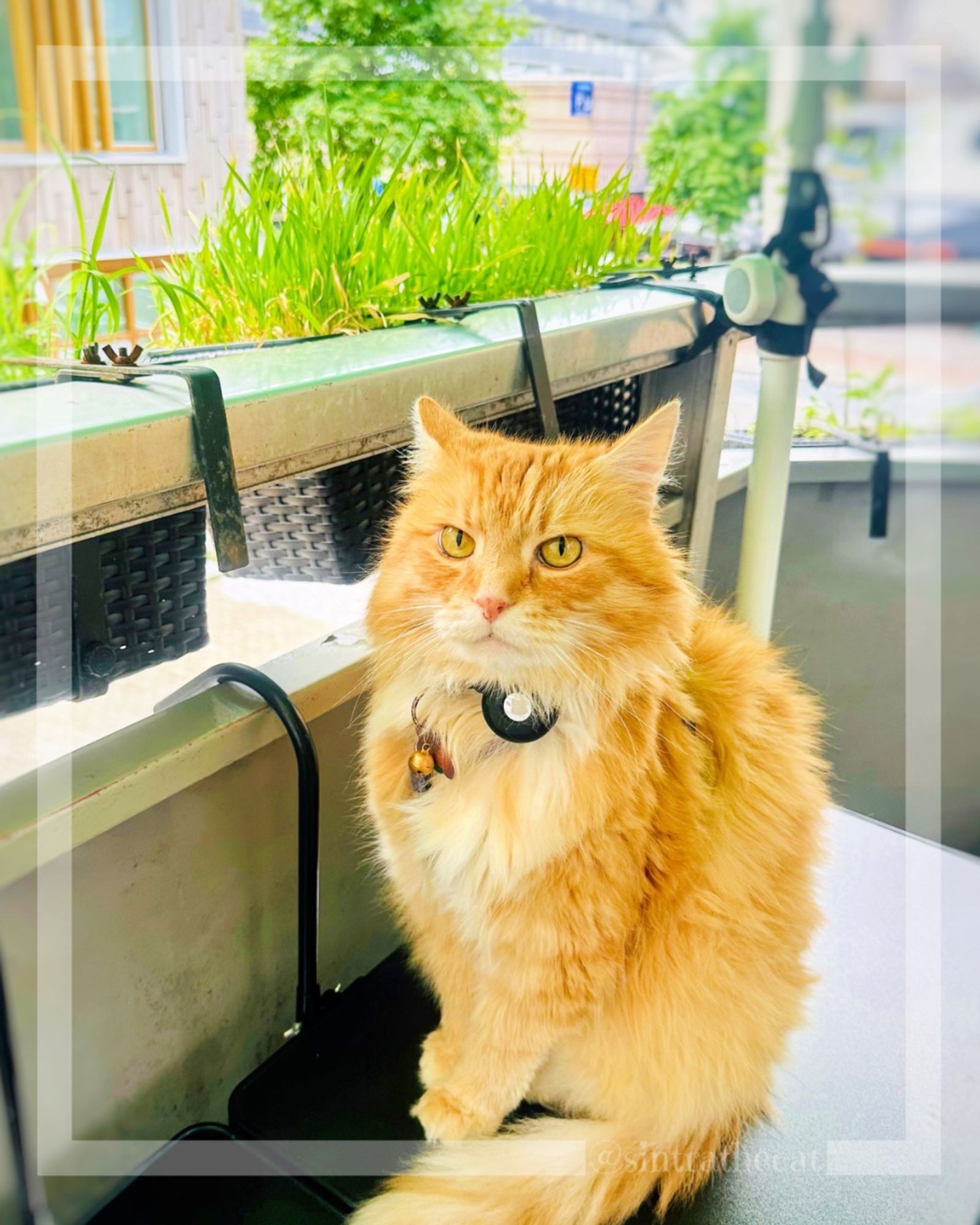 Sintra the Cat is on his balcony