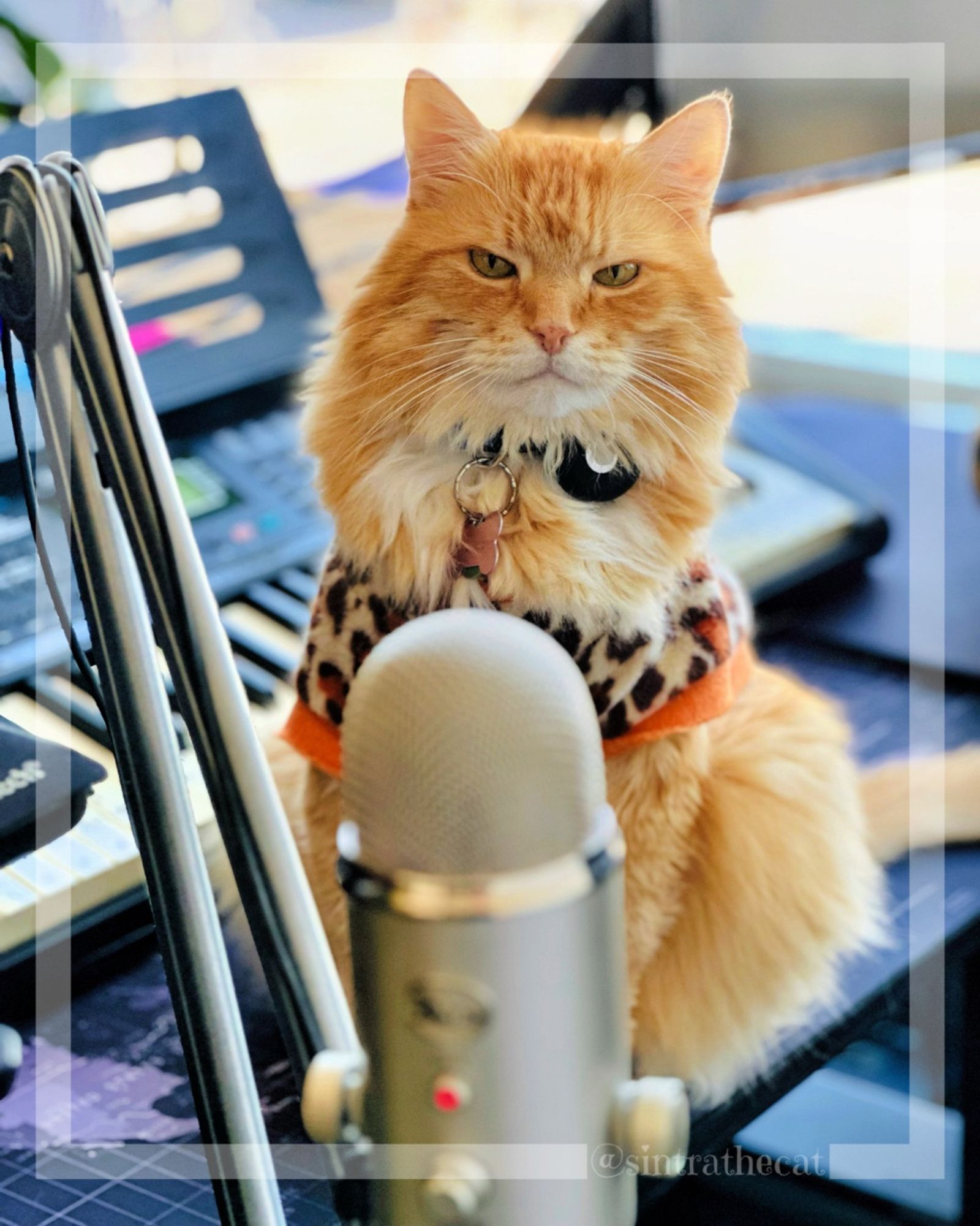 Sintra the Cat is getting ready for podcasting 😽