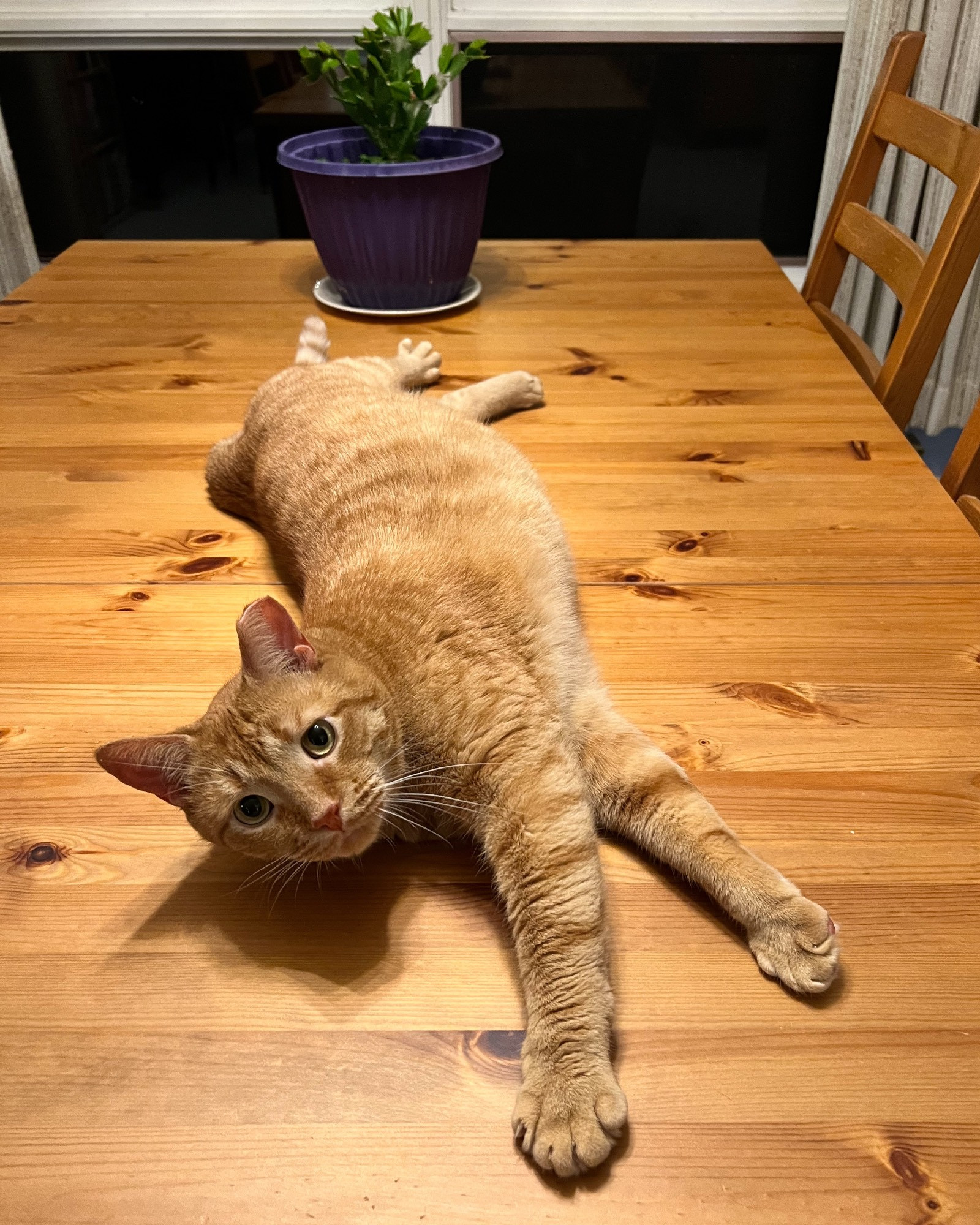 Walter, an orange tabby cat with a clipped left ear, stretches out on a wooden dining table.