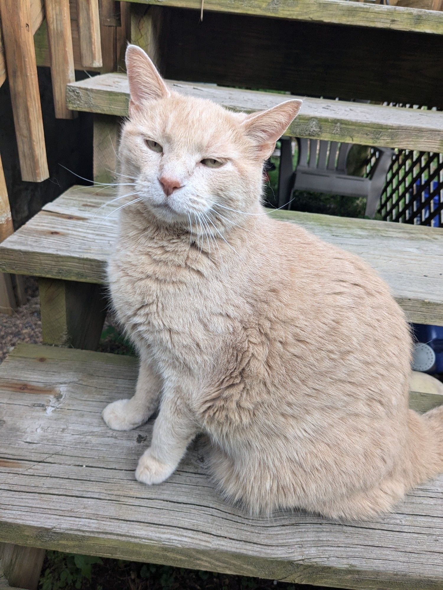 Regal orange cat sits on wooden outdoor stair