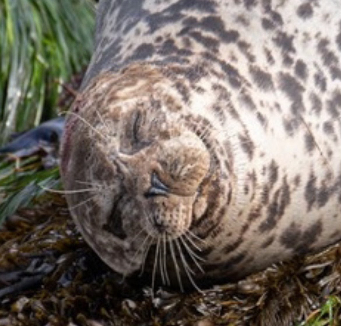 Closeup of a harbor seal's blissful face as it rests peacefully on some seagrass at low tide