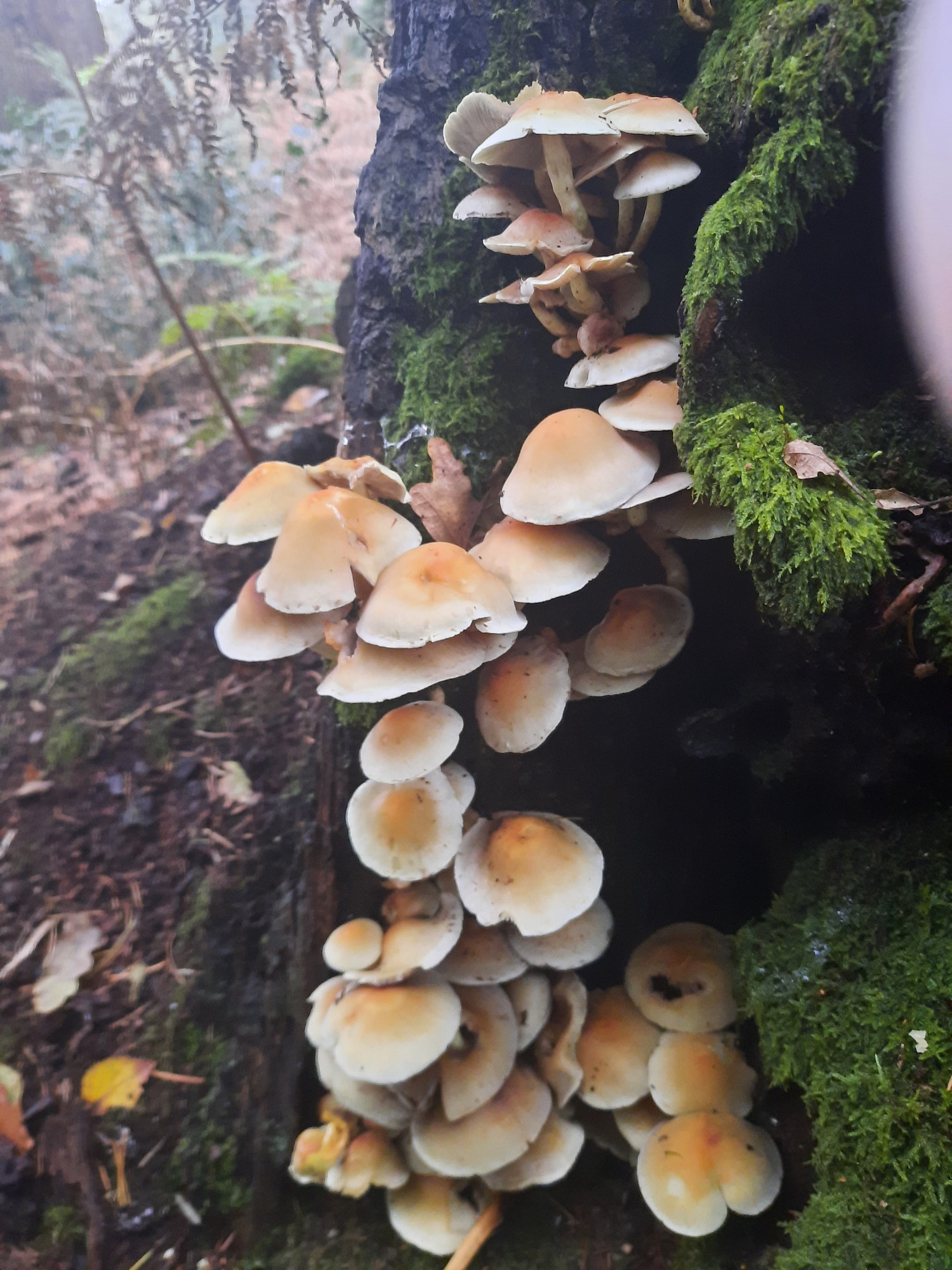 Photgraph of a few dozen mushrooms with pointed caps, yellow-brown towards the peak, fading to white towards the rim, growing in a tightly clustered, roughly vertical stack, rambling up the side of a moss-covered treestump