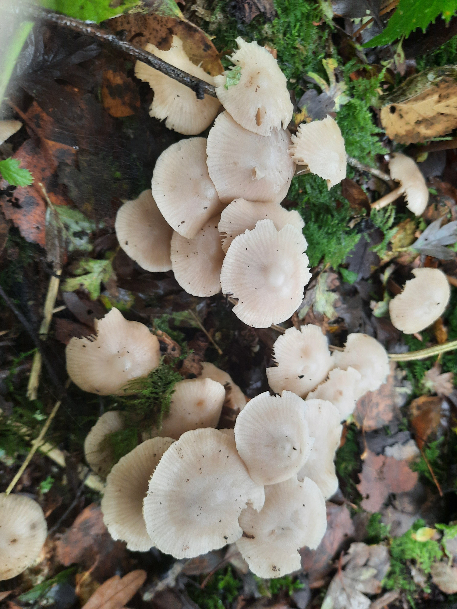 Photograph from above of twenty or so creamy-coloured mushrooms with thin tops, with a pronounced knob at the apex and prominent radiating grooves, amid leaf-litter, moss and twigs