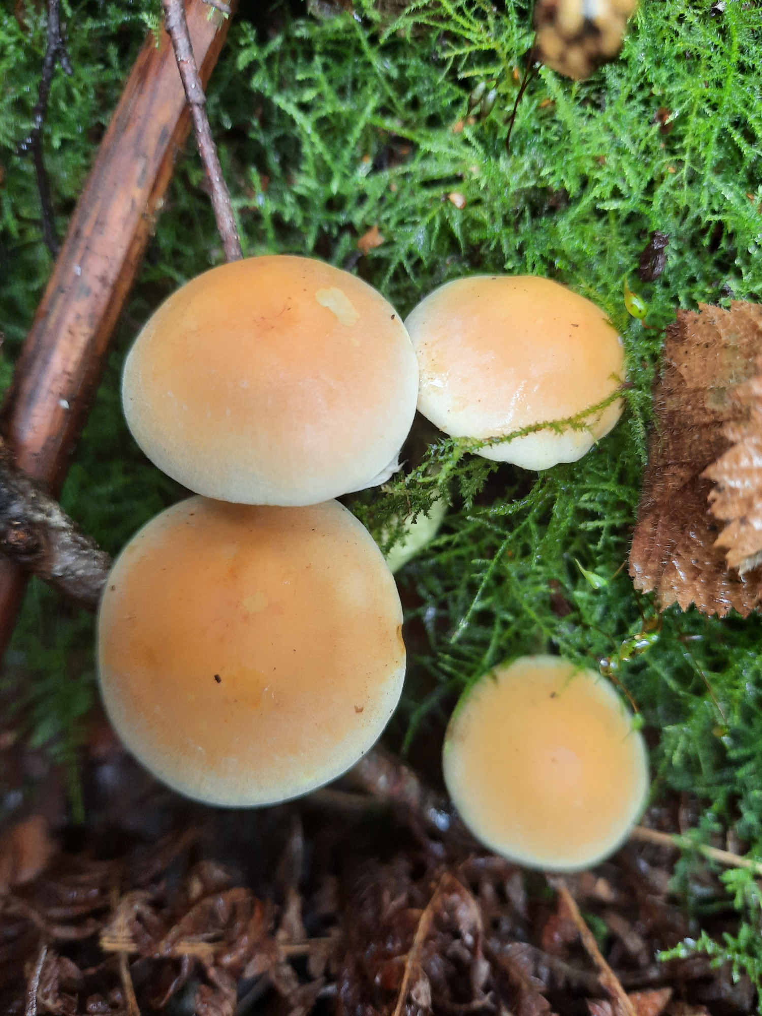 Photograph from above of a group of four globular-looking yellow mushrooms, growing among moss and dead bracken