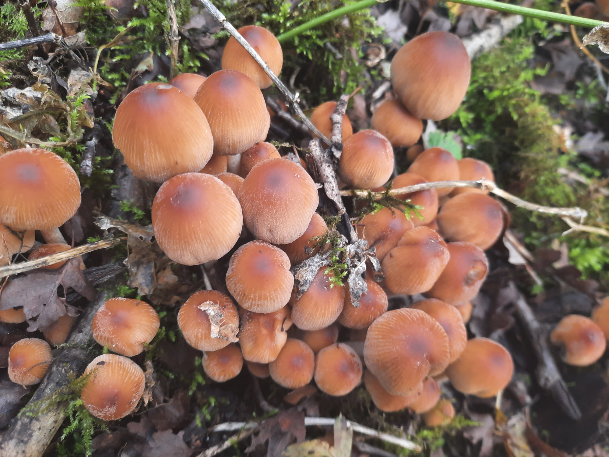 Photograph from diagonally above of a few dozen small mushrooms with very rounded tops, with dark brown circles at the apex, turning lower down to a rich brown, then fading to pale brown, marked by thin vertical grooves, amid moss and twigs