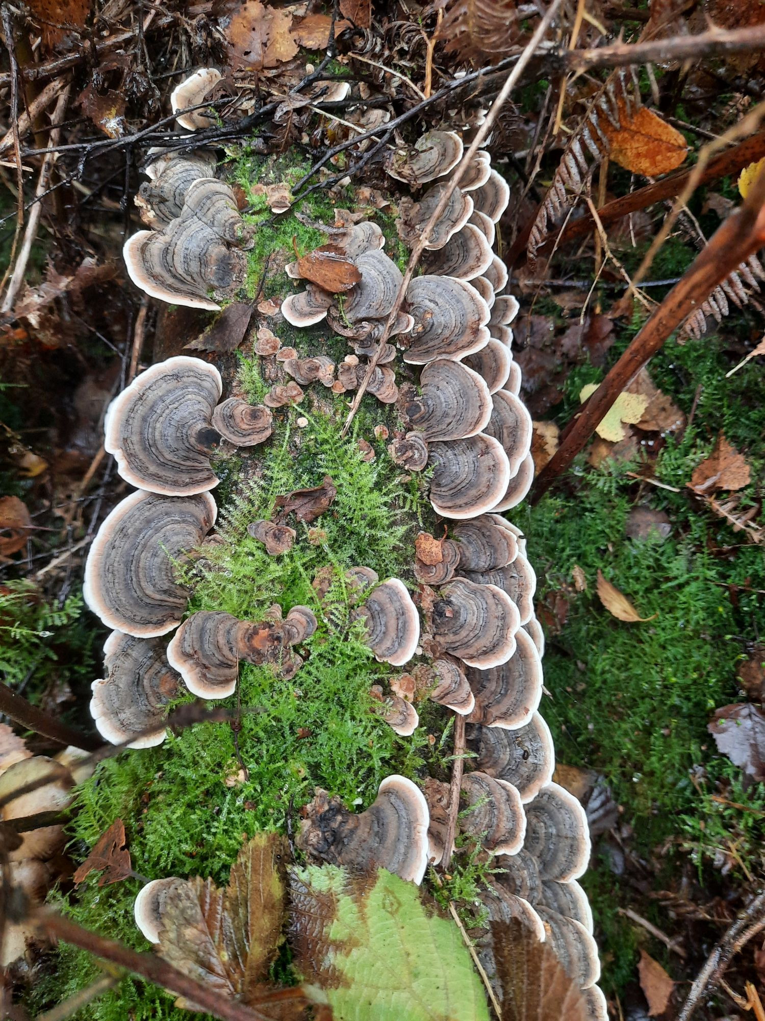 Photograph from above of a few dozen small bracket fungi, patterned in concentric circles in varying shades of brown, abruptly turning to white at the rim, protruding along both sides of a fallen tree branch, which is completely hidden by the moss covering, which appears as a strip between the two belts of fungi, while smaller examples of the same fungi protrude from the top of the moss in places