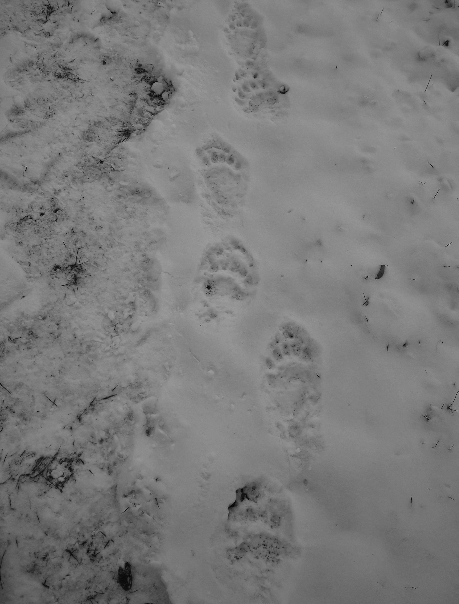 Black and white image looking down on a series of closely spaced bear prints in snow.