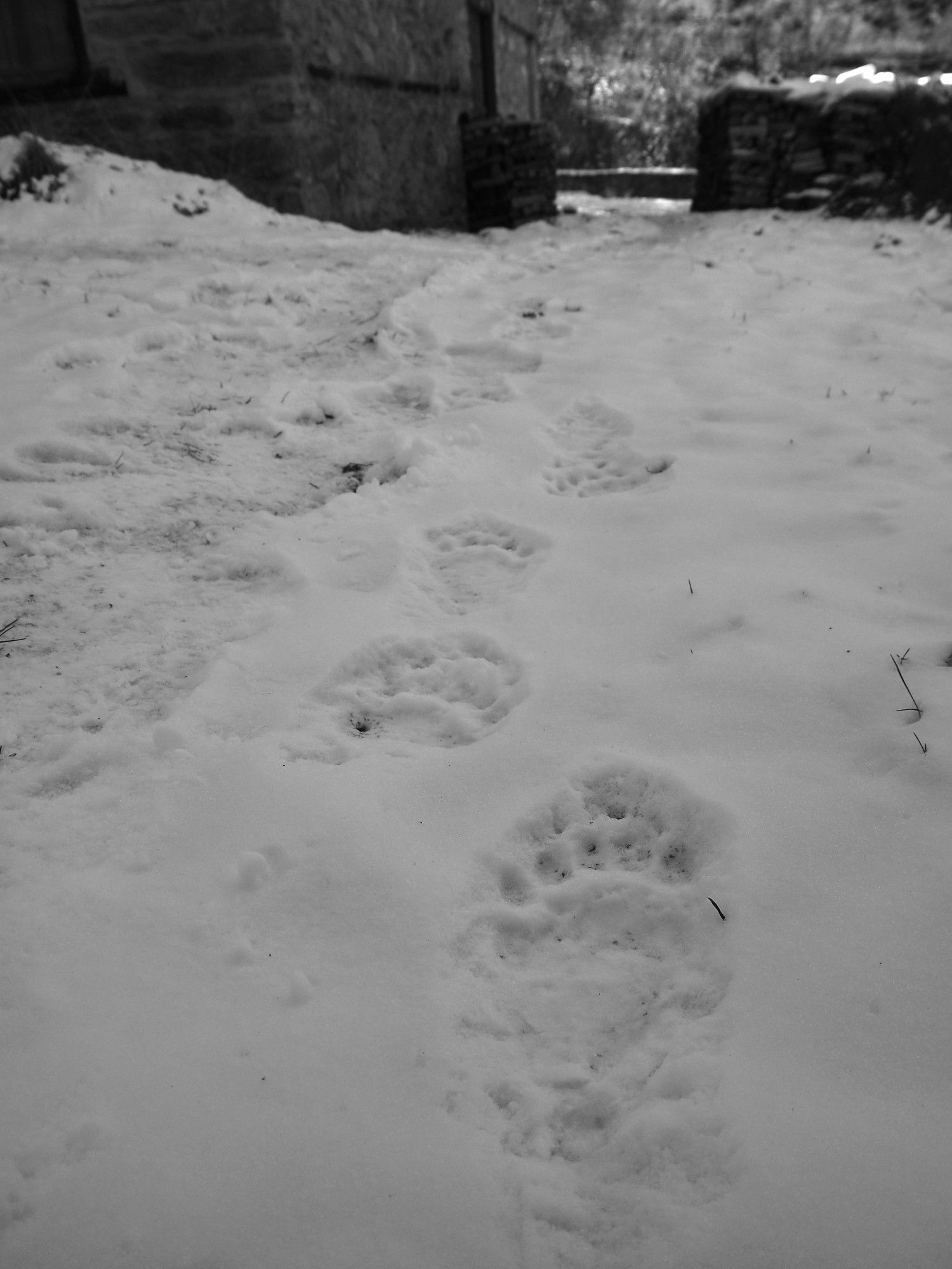 Black and white image looking up towards the house in the steps of a bear.