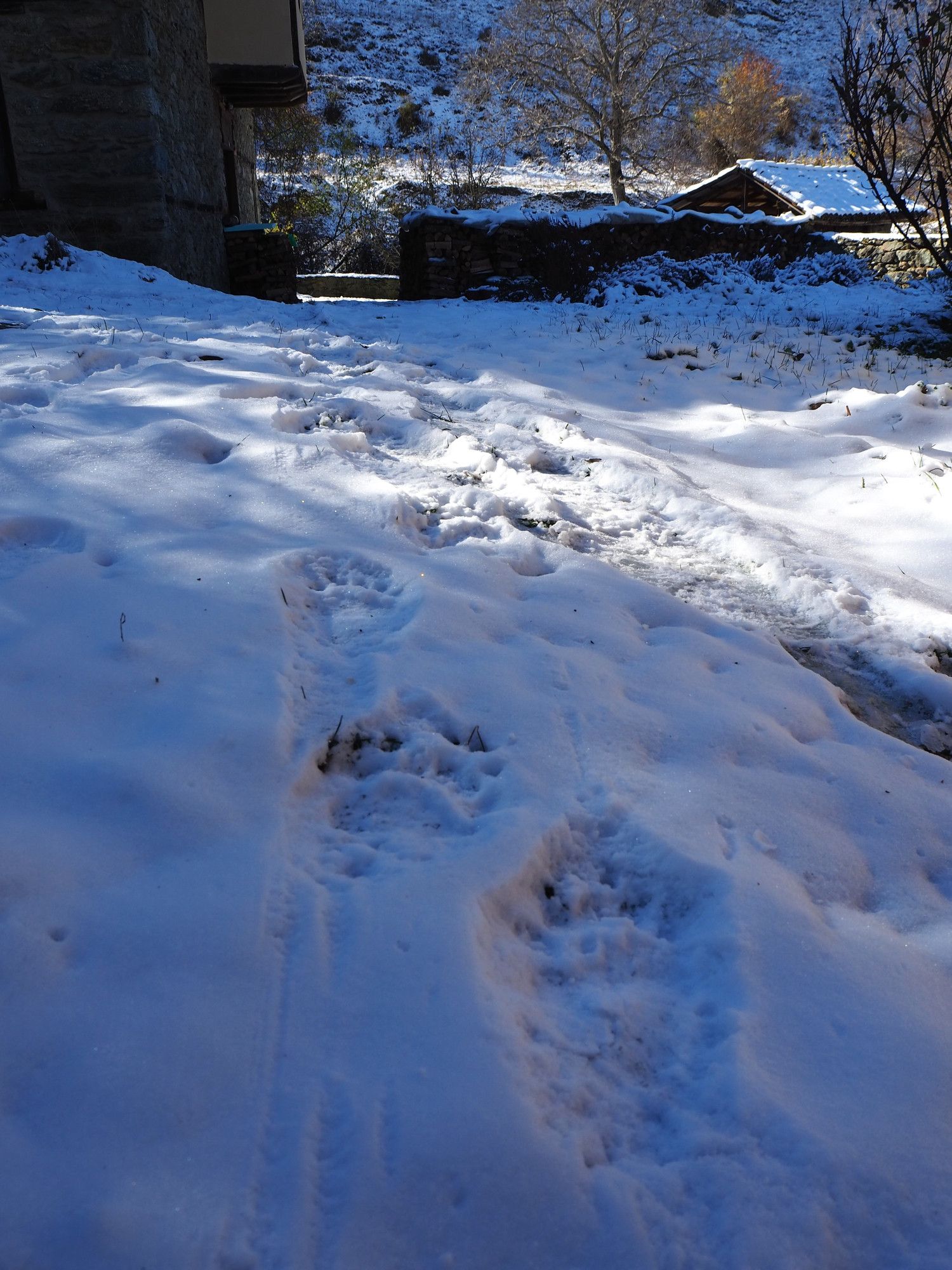 Three large bear prints in snow moving in the direction of our woodpiles and house.