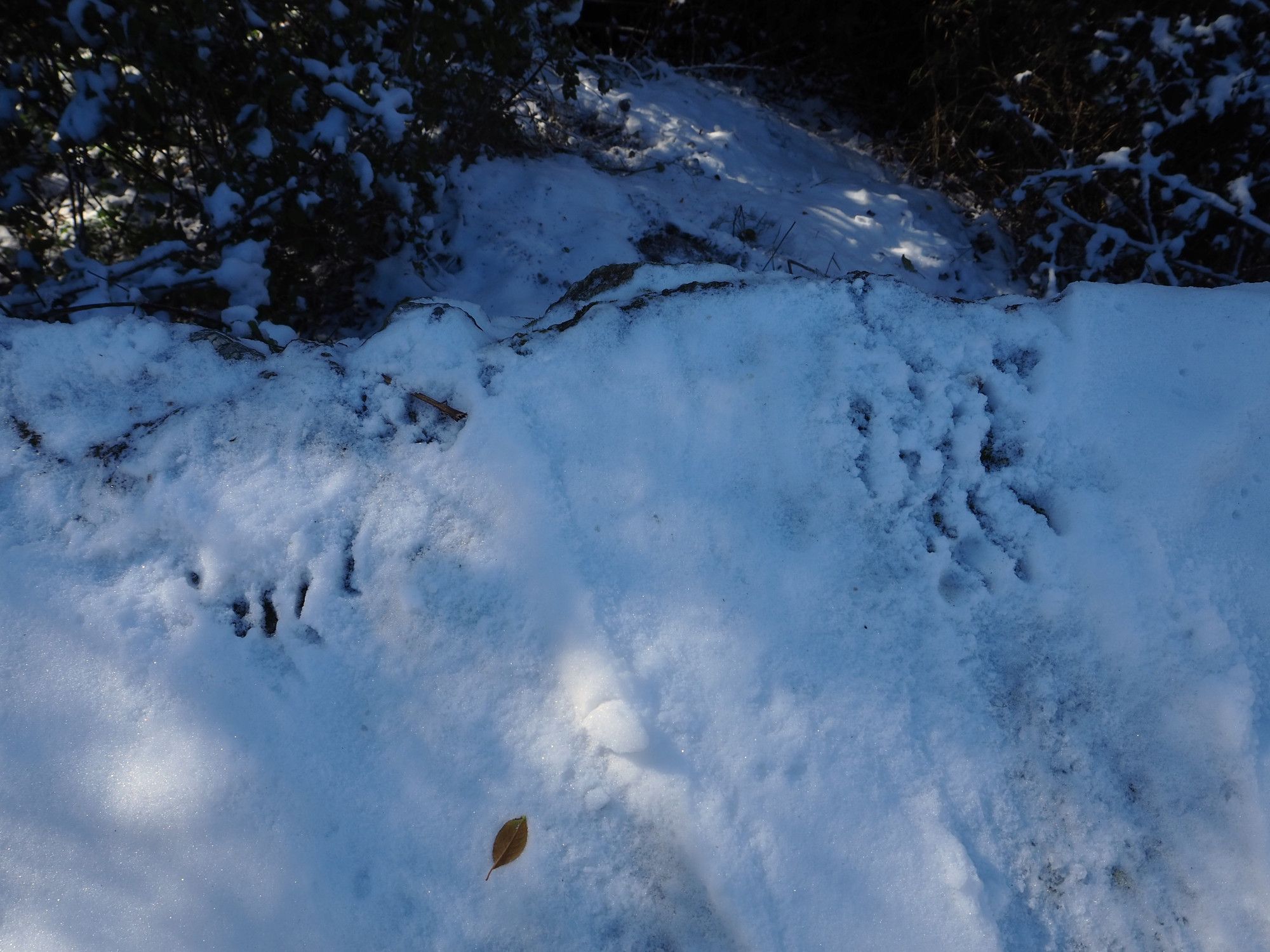 The stone wall and claw marks in snow where the bear lowered itself down towards the river.