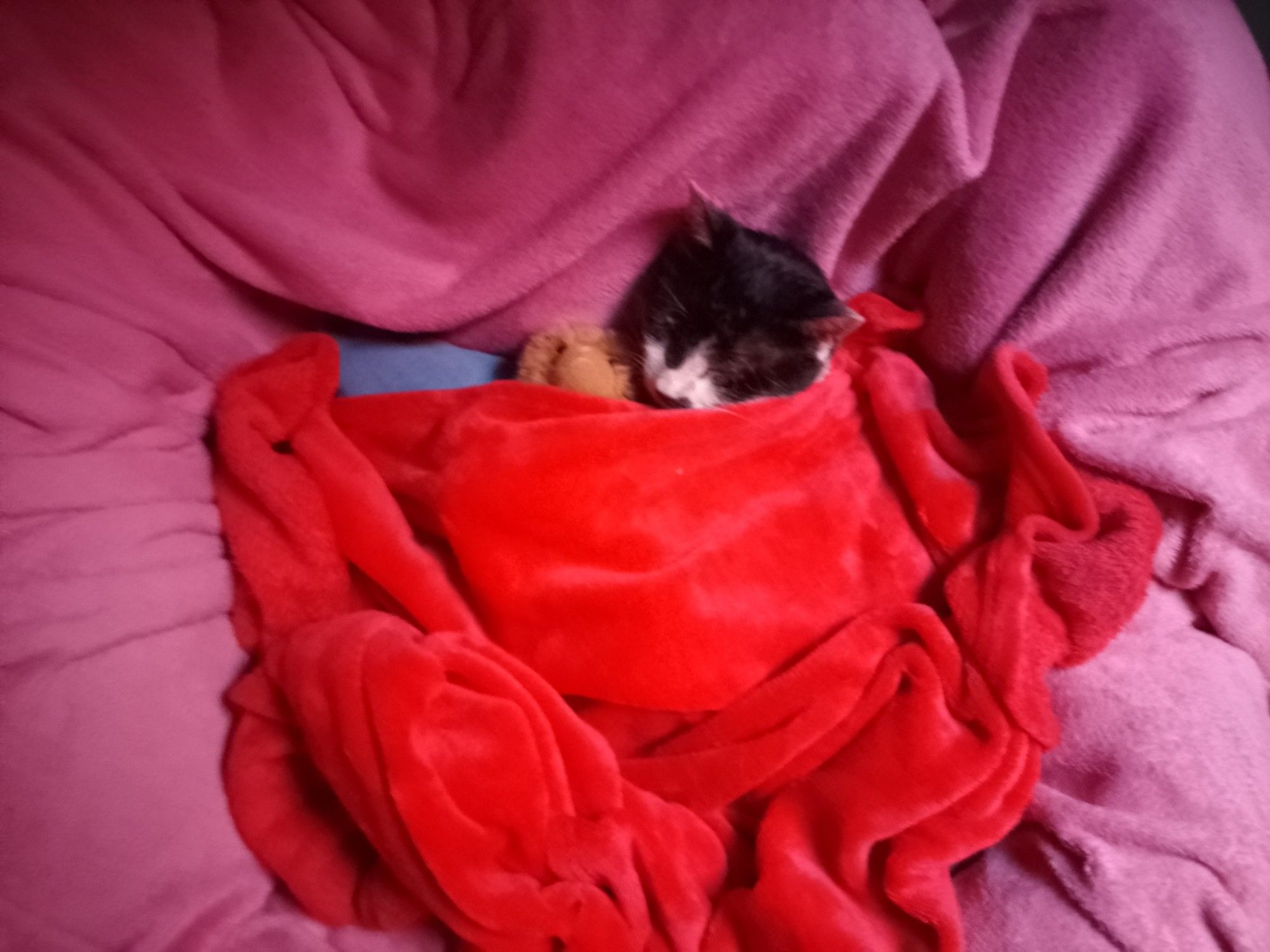 Asterix the cat cuddled up in a red blanket and holding a plush. Ready to get some nice sleep