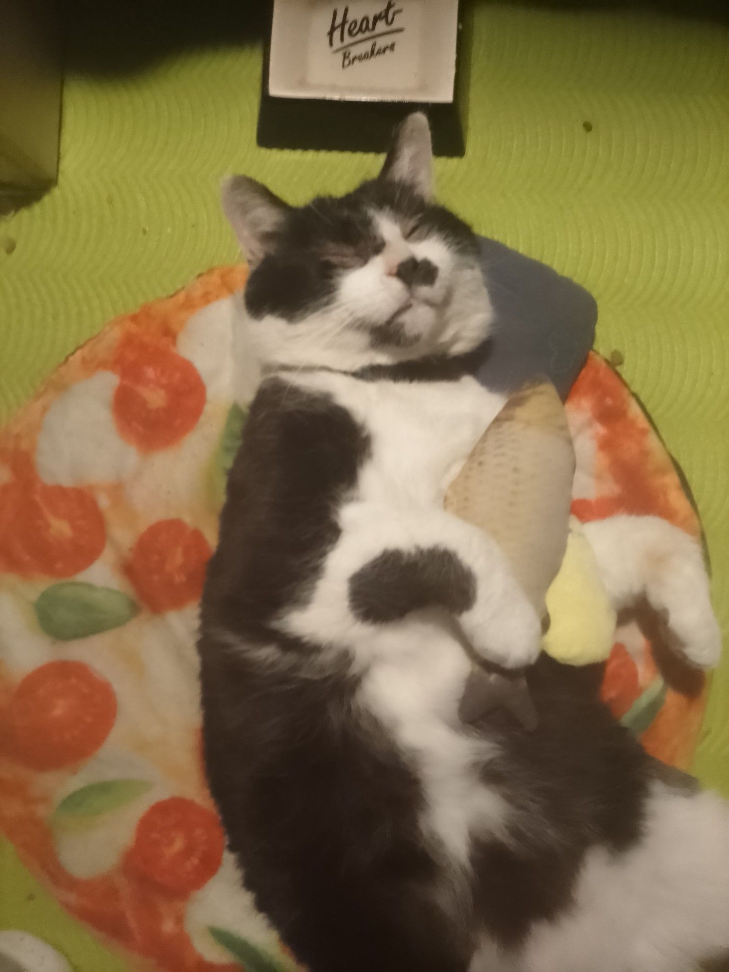 Asterix the cat, laying on a thin Pizza pillow and enjoying life.