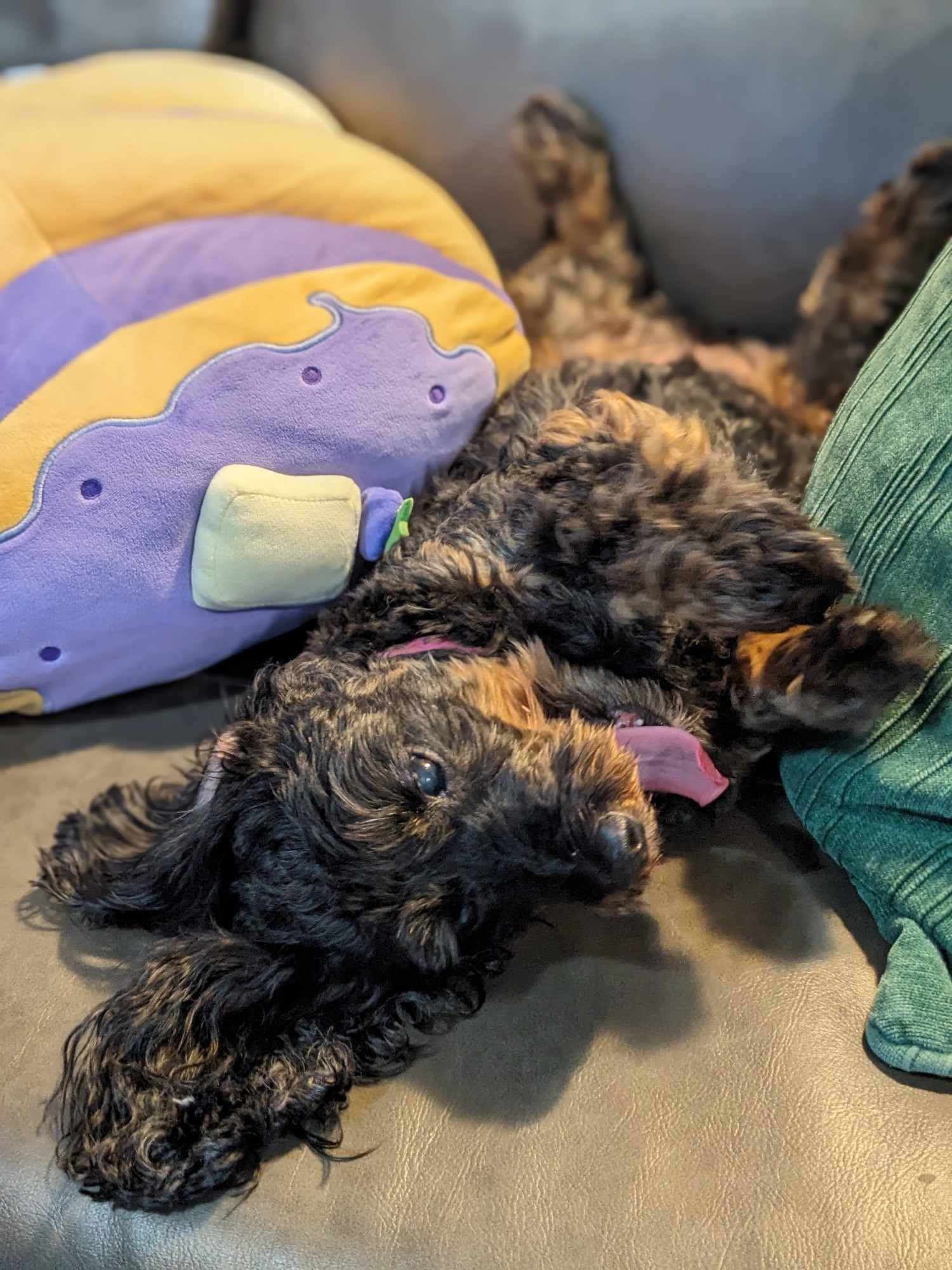 A brown and black doxiepoo laying on her back between two pillows and yawning with her tongue sticking out.