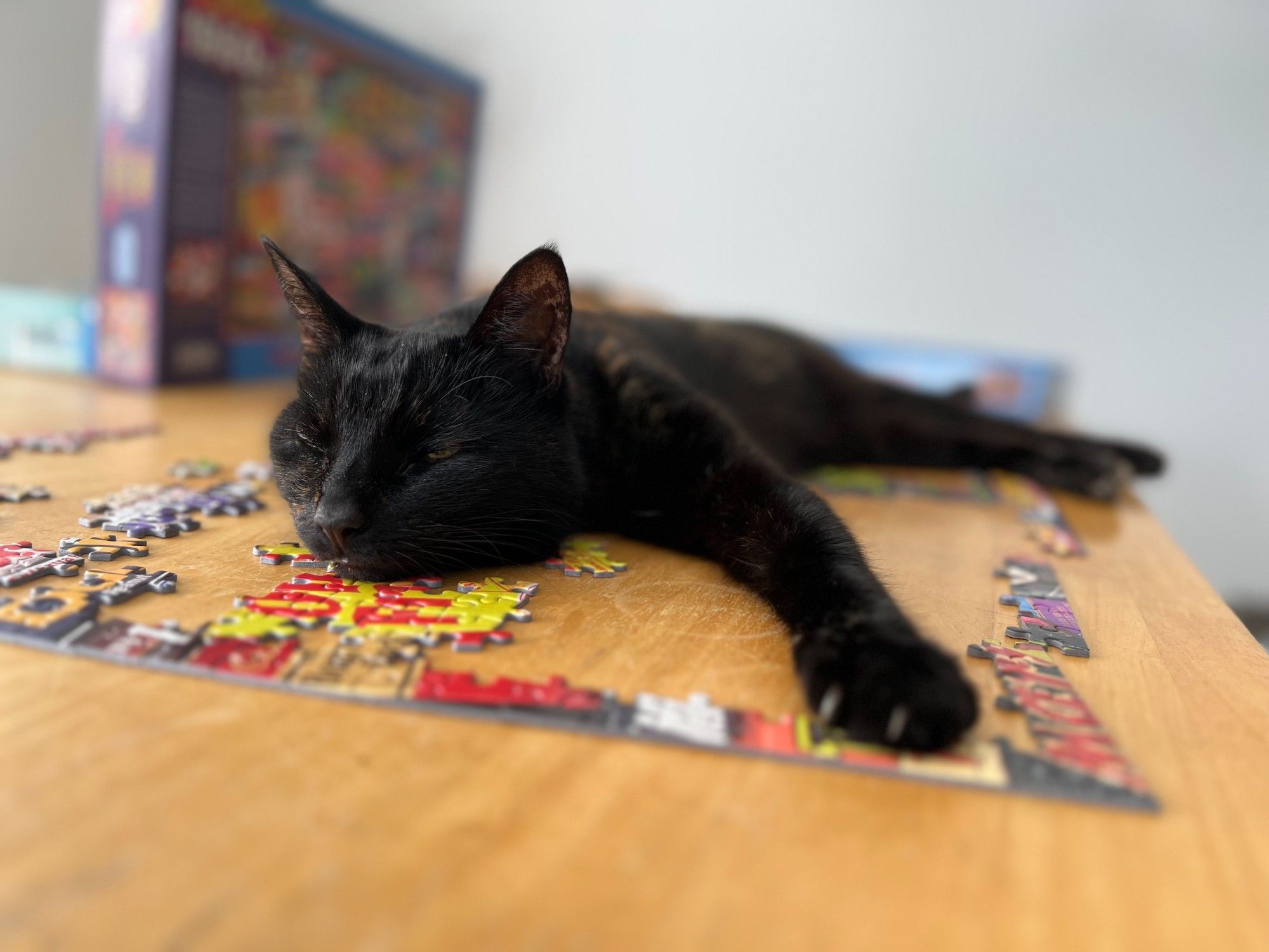 A mostly black tortoiseshell cat sprawls as flat as a pancake across the centre of a partly completed jigsaw puzzle. Her eyes are almost closed and she is not going to move for anybody, especially not you and your bullshit jigsaw plans. 