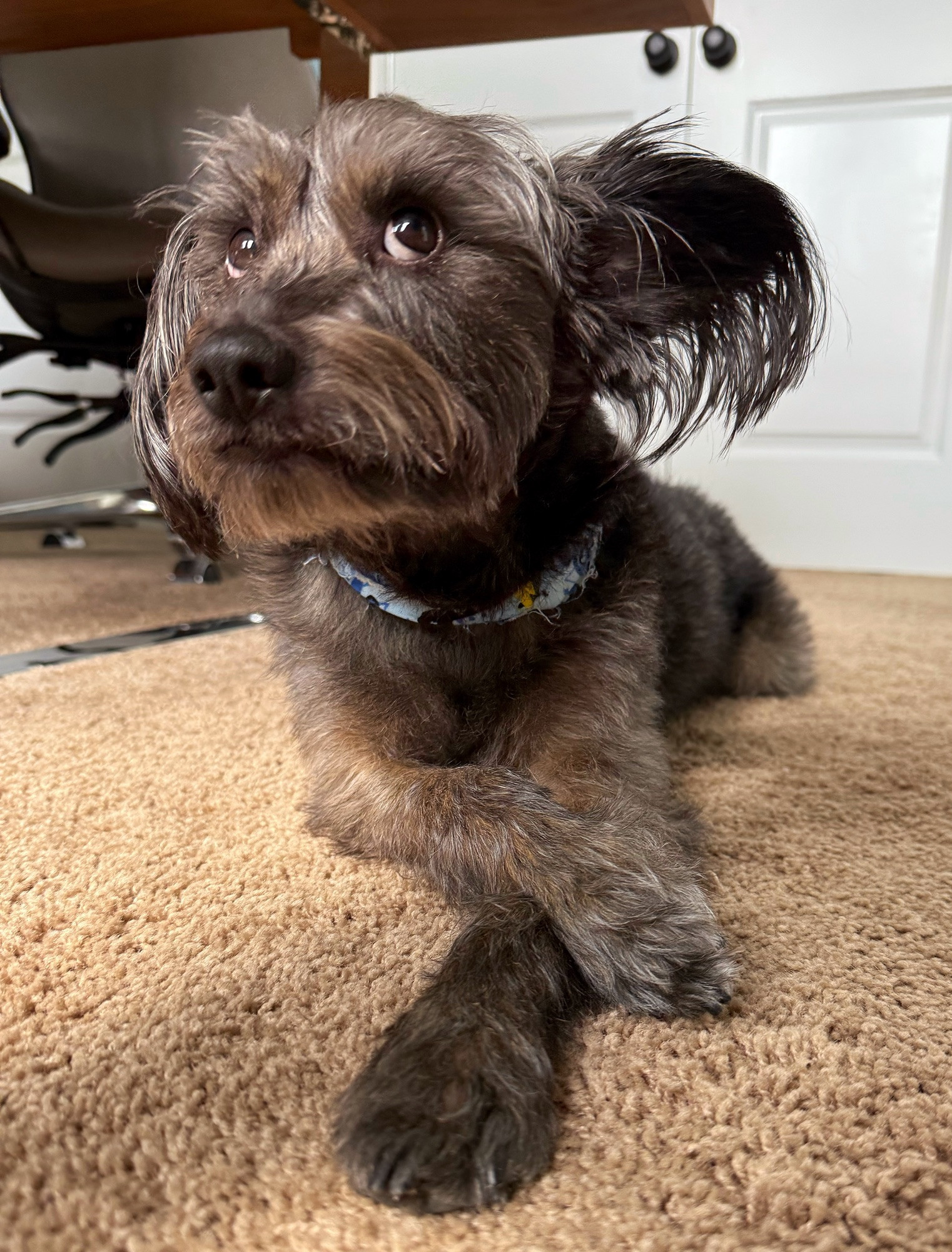 Ozu the dog looking cheeky.