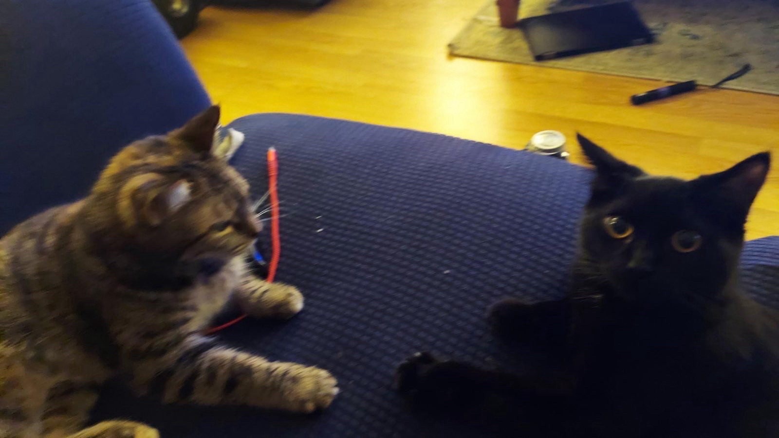 Our cats are sitting close enough to touch each other on one half of the navy loveseat. On the left, Sophie, our brown tabby cat, is looking toward Midnight with her eyes narrowed. Midnight, our black cat, is looking up at the camera with her big golden brown eyes. The photo is slightly blurry, as if the photographer had to snap the shot quickly before the moment passed.