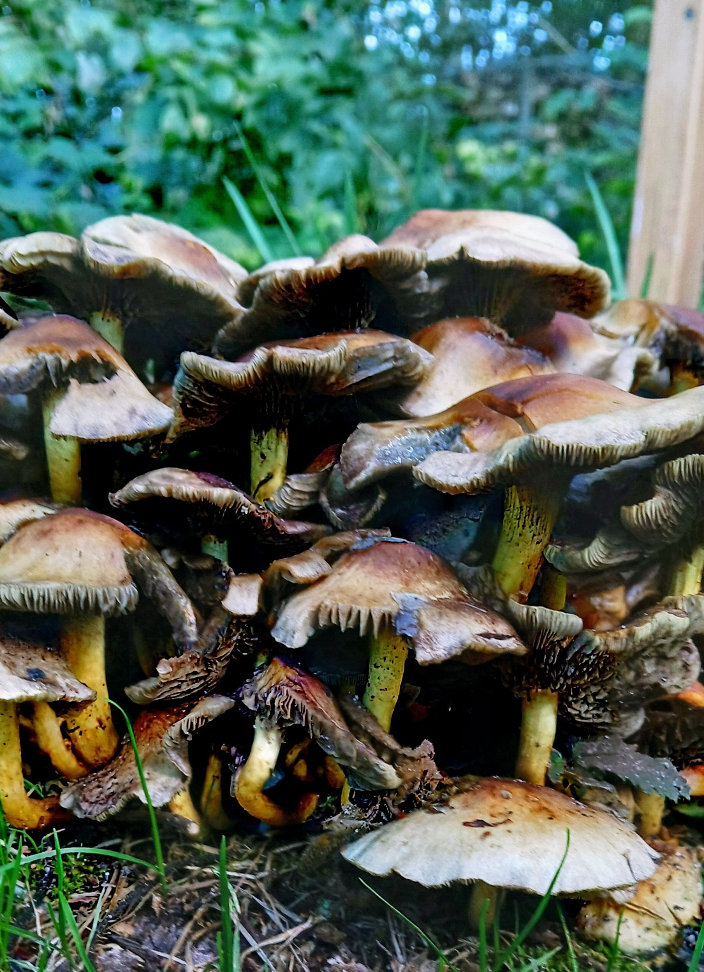 Paddestoelen op een hoop op gras