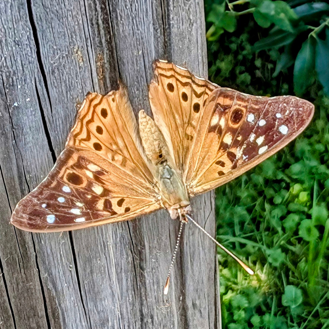 A picture of a small yellow and brown butterfly with white spots.