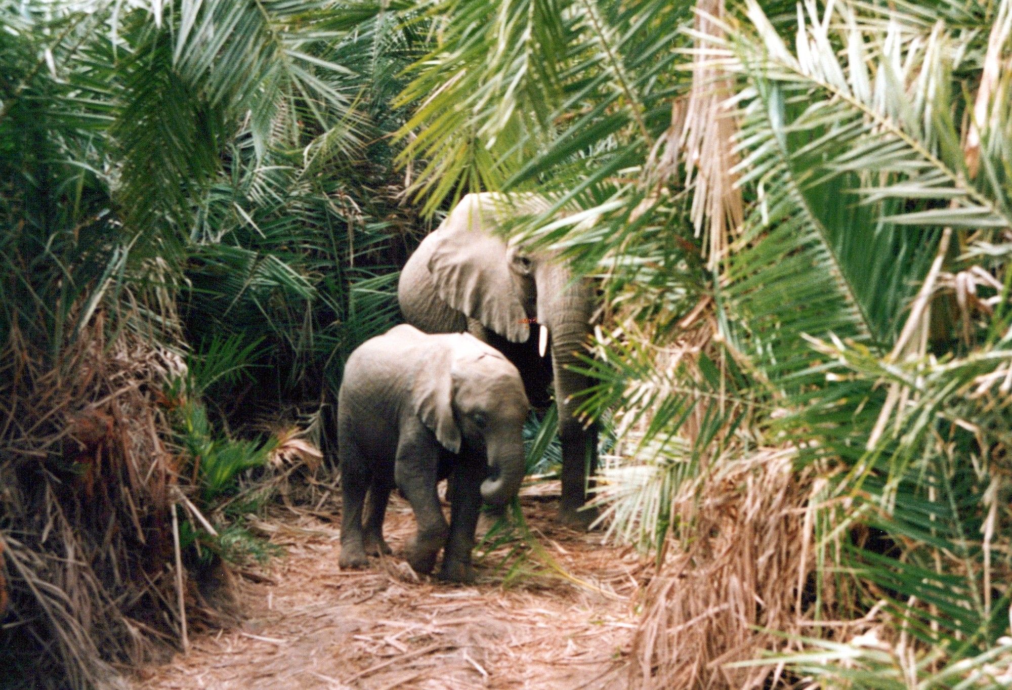 Das Bild zeigt zwei Elefanten in einem dichten Dschungelumfeld. Ein größerer und ein kleinerer Elefant stehen auf einem Pfad, umgeben von üppiger Vegetation mit vielen Blättern und Palmen. Der Boden ist mit trockenen Blättern bedeckt, was auf eine natürliche Waldlandschaft hindeutet. Die Elefanten scheinen sich zu bewegen oder auf dem Pfad zu wandern. Es ist ein friedliches und natürliches Bild, das die Schönheit der Wildnis einfängt.