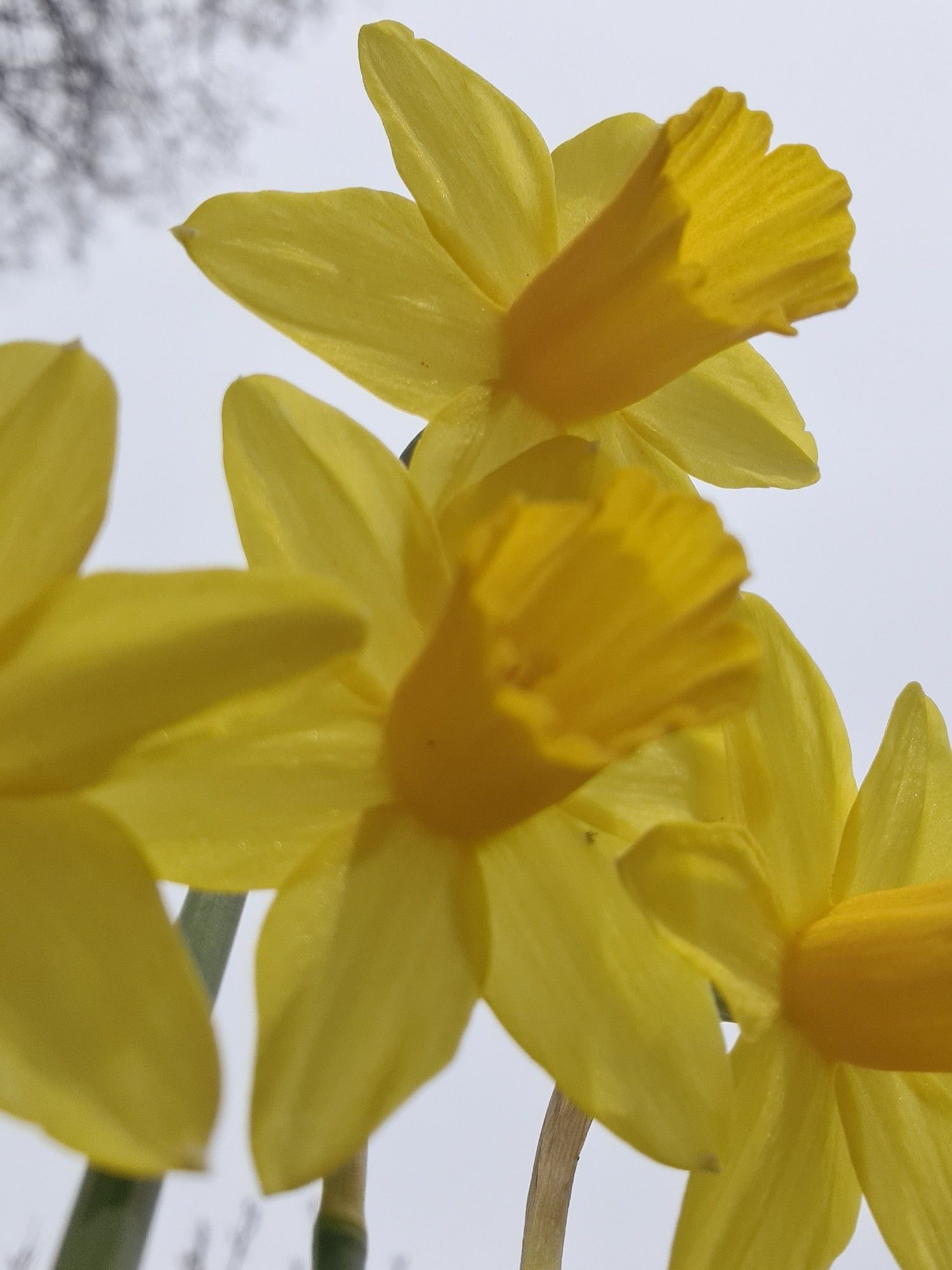 Das Bild zeigt eine Nahaufnahme von mehreren gelben Narzissen. Der Fokus liegt auf ihrer trompetenartigen Krone und den Blütenblättern. Die Blumen sind vor einem blassen, bewölkten Himmel zu sehen, und der Winkel des Fotos gibt eine Aufwärtsperspektive, was darauf hindeutet, dass es möglicherweise von unten aufgenommen wurde.