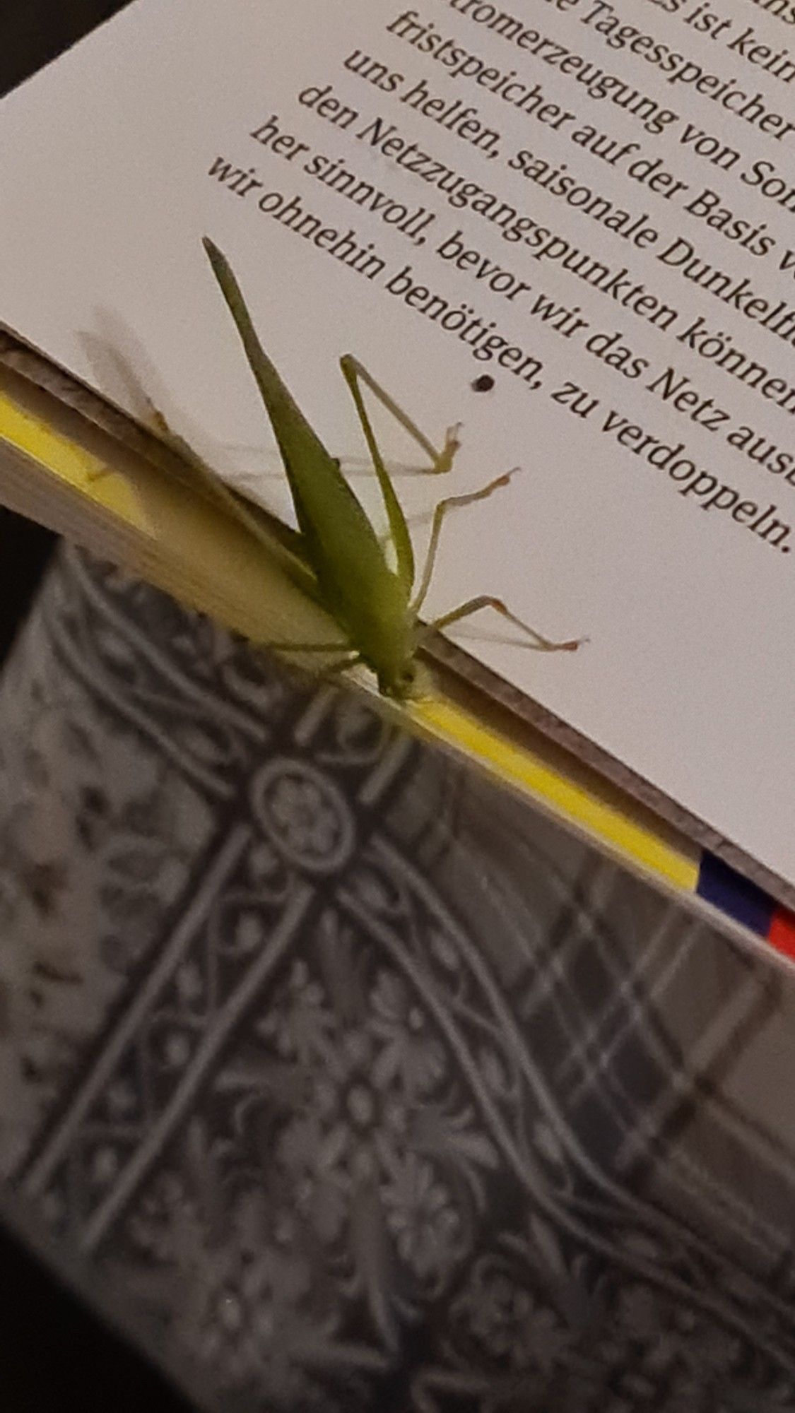 Das Bild zeigt einen grünen Insekt, vermutlich einen Grashüpfer, der auf dem Rand eines aufgeschlagenen Buches sitzt. Der Fokus liegt auf dem Grashüpfer, wodurch seine schlanke Körperform, langen Antennen und die detaillierte Textur seiner Flügel und Beine gut sichtbar sind. Im Hintergrund sind verschwommene Textzeilen und Teile einer anderen Seite mit schwarz-weißen Mustern oder Illustrationen zu erkennen.