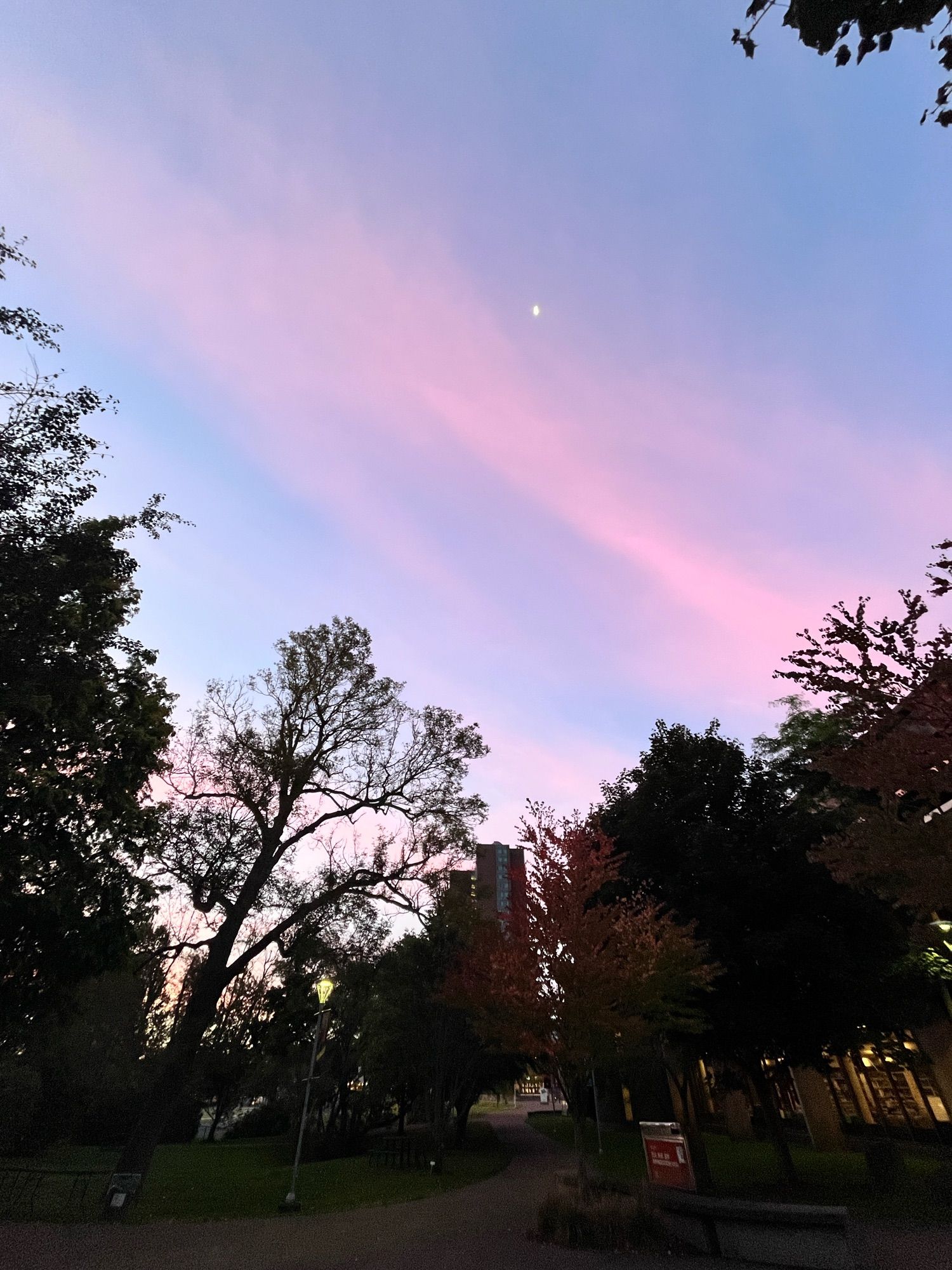 Image from Saint Mary's University campus in Halifax. The sky above has pink "cotton candy" coloured clouds streaming across a blue sky during the sunrise. The third quarter moon is seen up high in the sky.