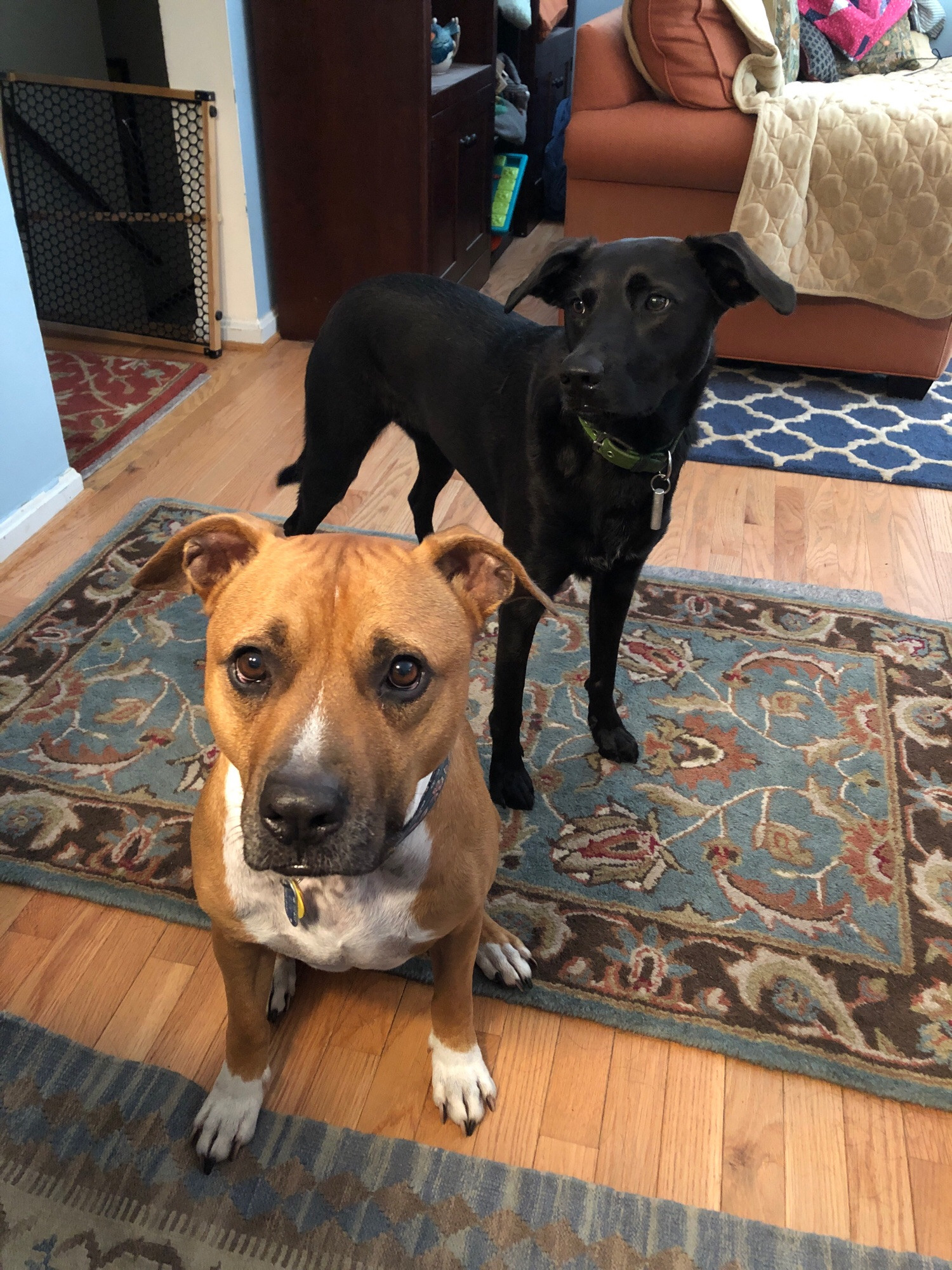 Meatball, a red and white pitbull, and Penny, a lanky black lab mix, waiting for waffles that have already been eaten