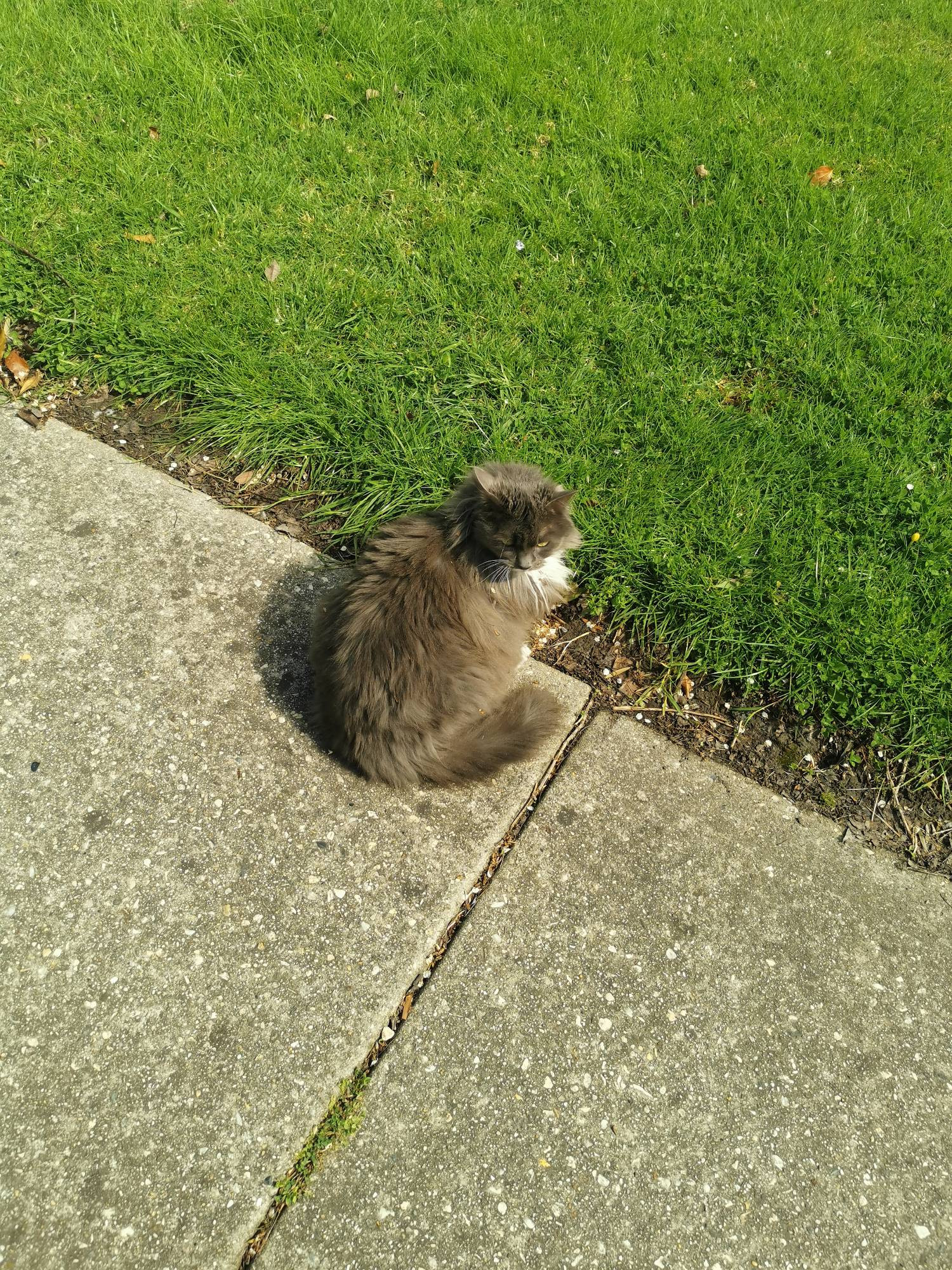 Grey cat sitting on the edge of a footpath