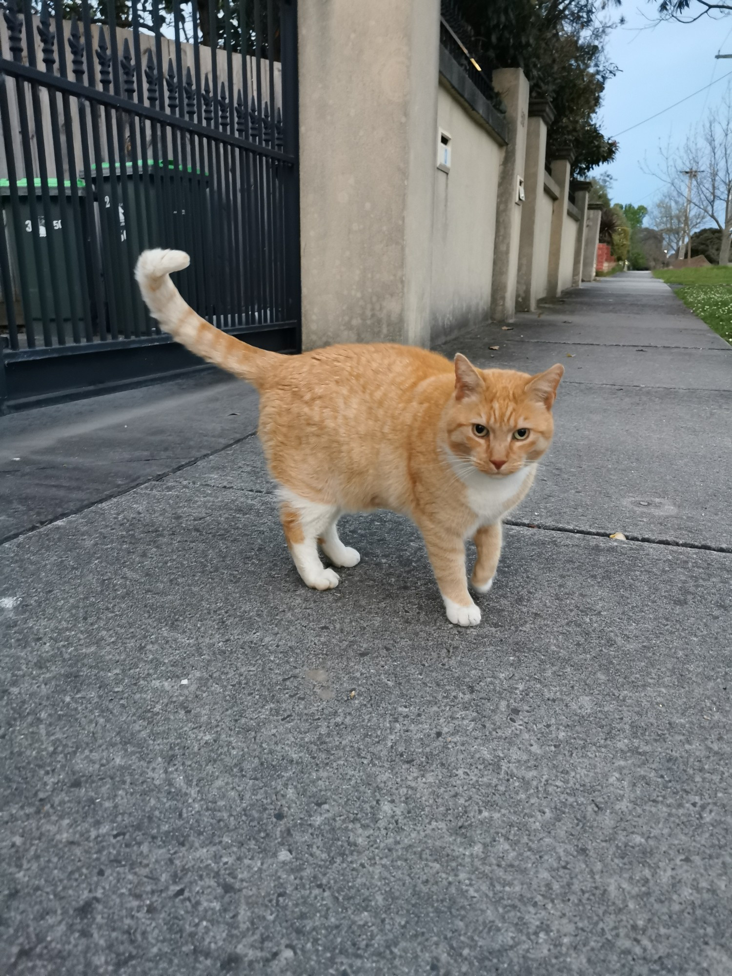 Orange cat standing on a footpath