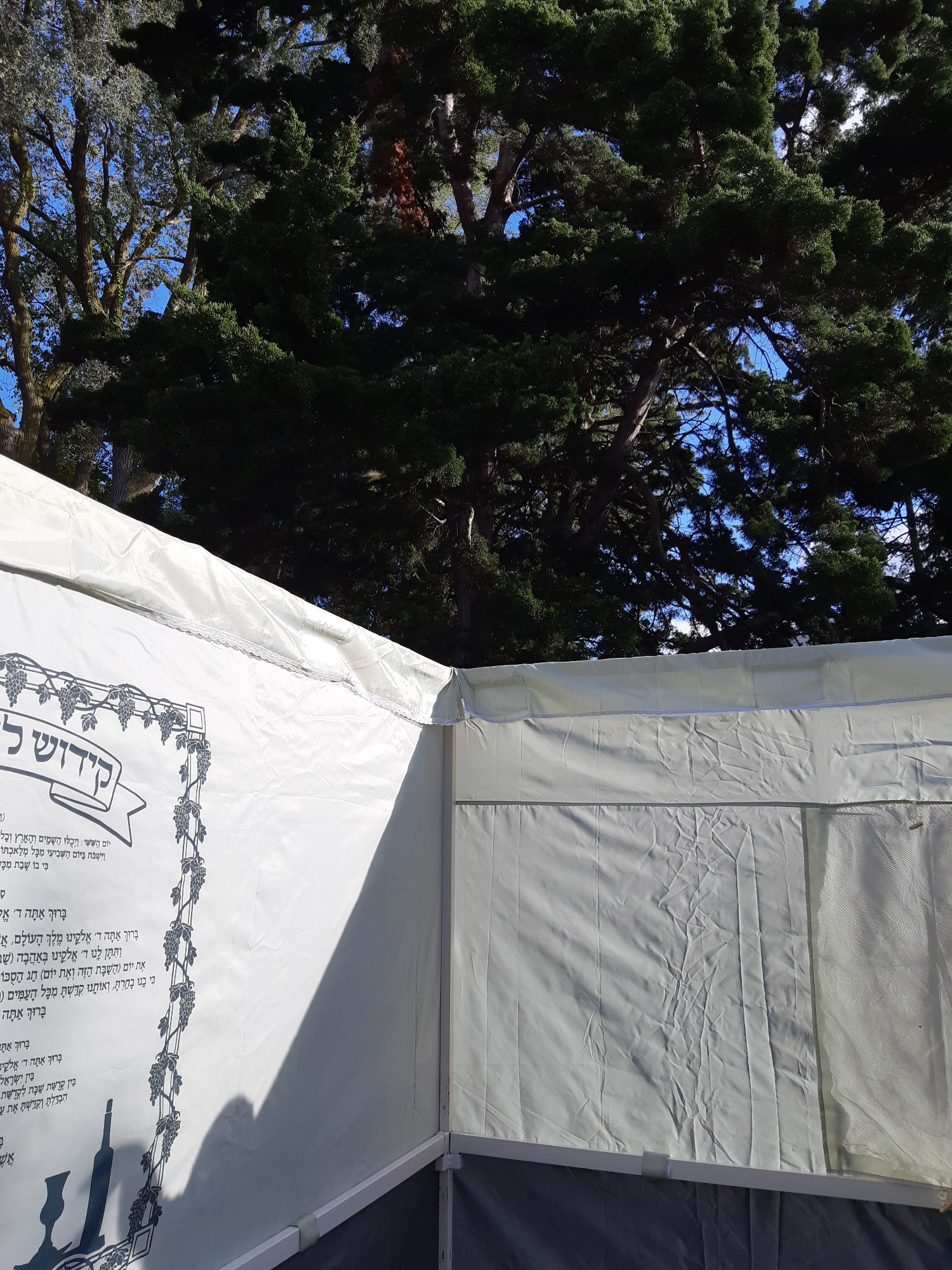 Corner of a prefab sukkah, before the roof has been added. The sun is shining, and above the sukkah walls you can see the branches of a large juniper tree against blue sky.