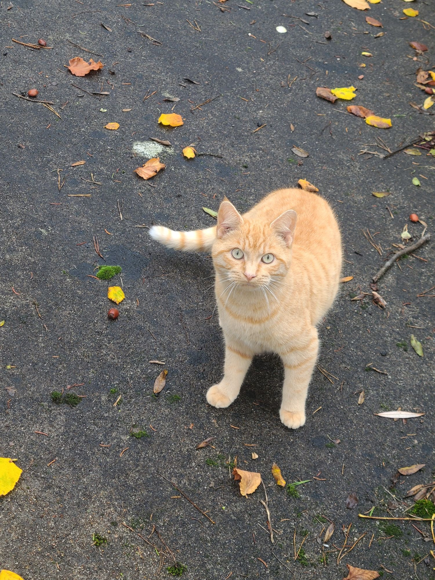 Chat tigré roux