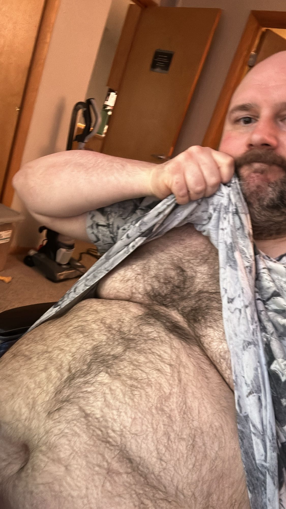 Moderately amused bear lifts shirt exposing large hairy chest and belly.