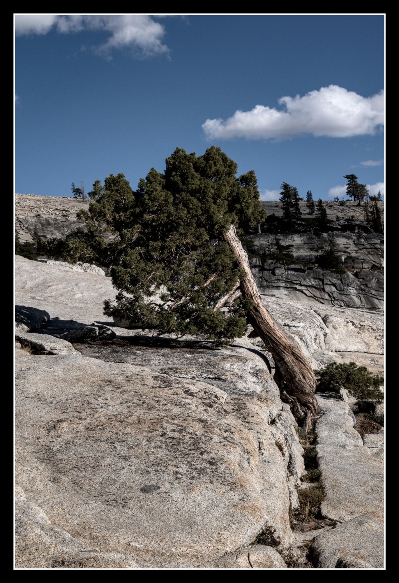 A pine tree grows from a crack in solid granite.