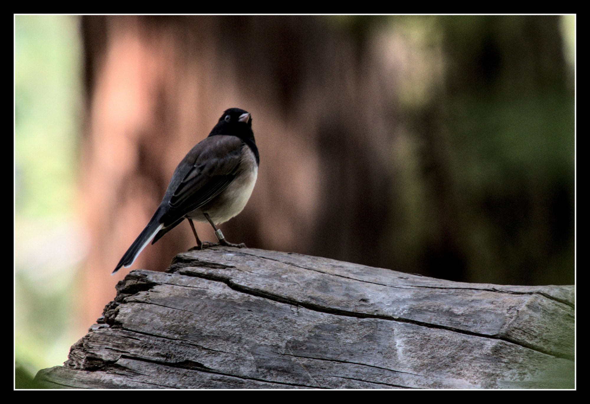 A  Dark-eyed Junco bird, black hood, tan sides, and a white belly, sits on a fallen Sequoia.