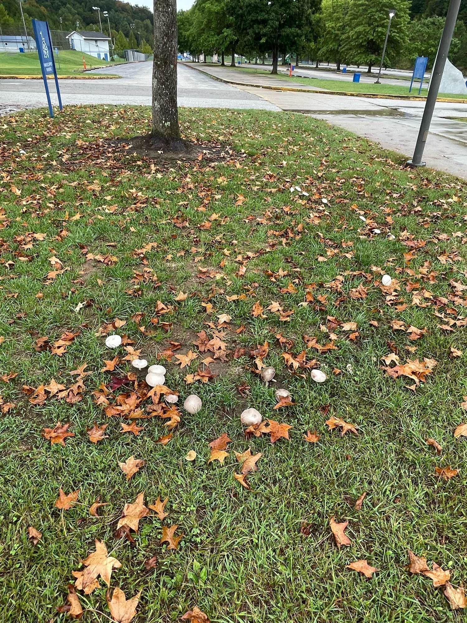 A ring of gray mushrooms outside Capital High School.