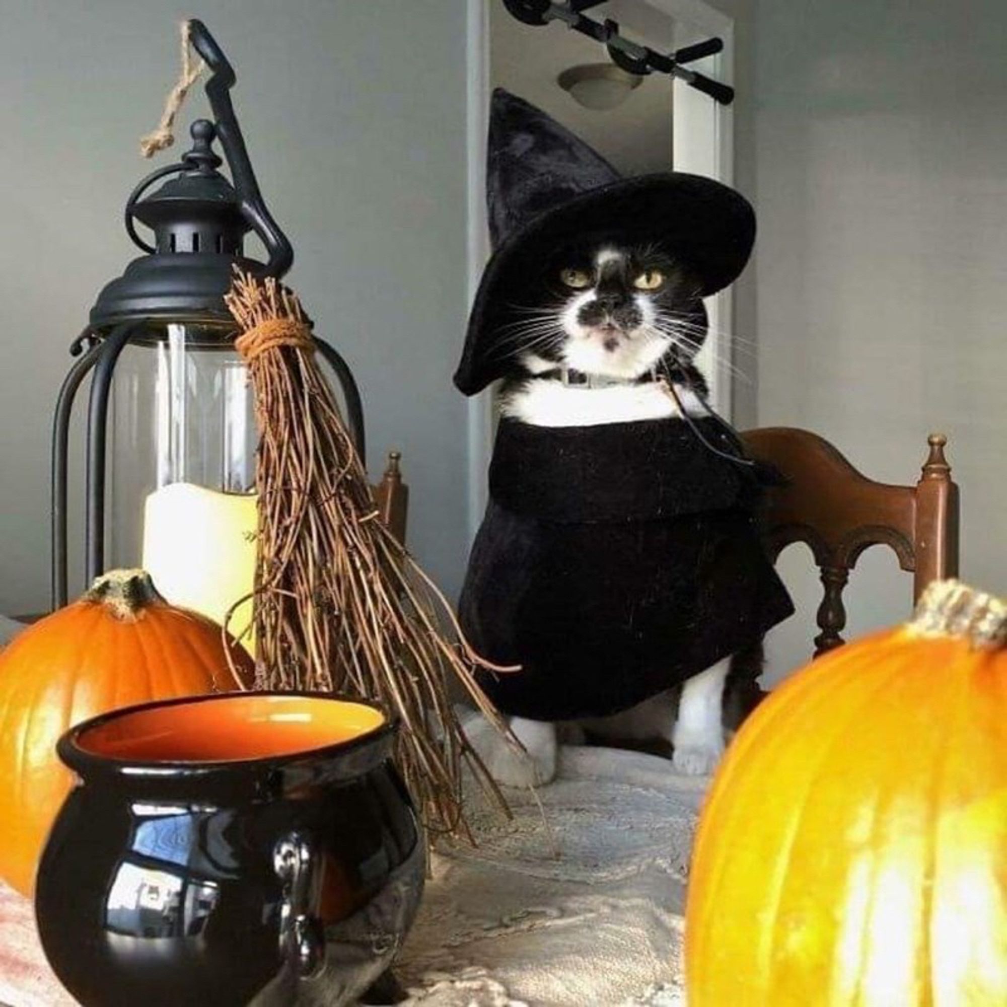 The cutest, mellow cat dressed as a witch, complete with a hat and cloak, sitting on a spooky Halloween decorated tabletop, with a candle lantern, broom, ceramic cauldron, and two pumpkins.