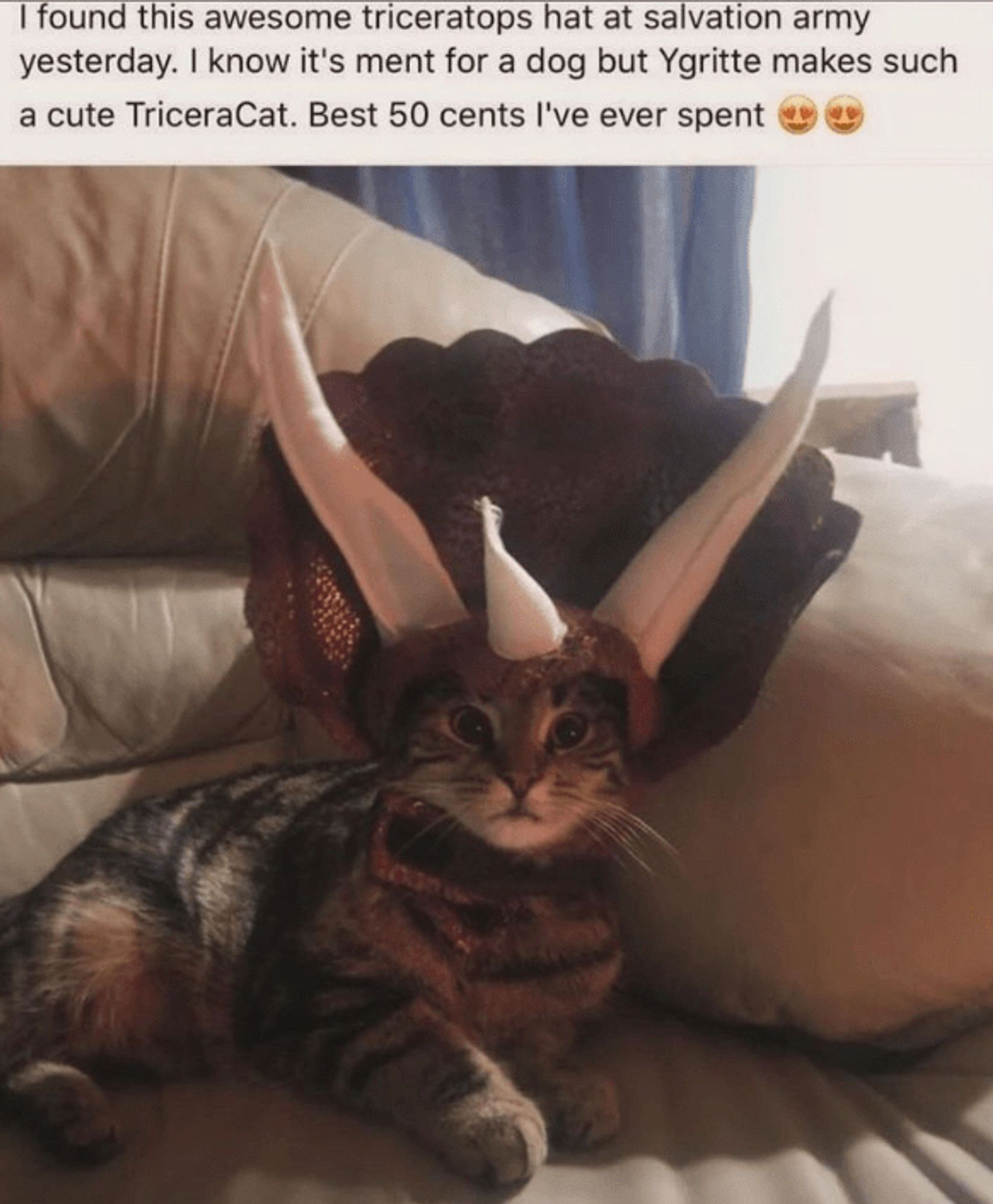 “I found this awesome triceratops hat at the Salvation Army yesterday. I know it’s meant for a dog but Ygritte makes such a cute TriceraCat. Best 50 cents I’ve ever spent 😍😍”

Pic is of cat laying on overstuffed sofa with a triceratops headpiece on its head and a “what are you looking at and why aren’t you catering to me right now?” look on its face.