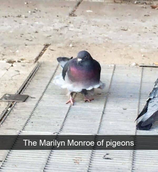 “The Marilyn Monroe of pigeons” pic is of a pigeon standing on an air grate with feathers blowing up like a skirt.