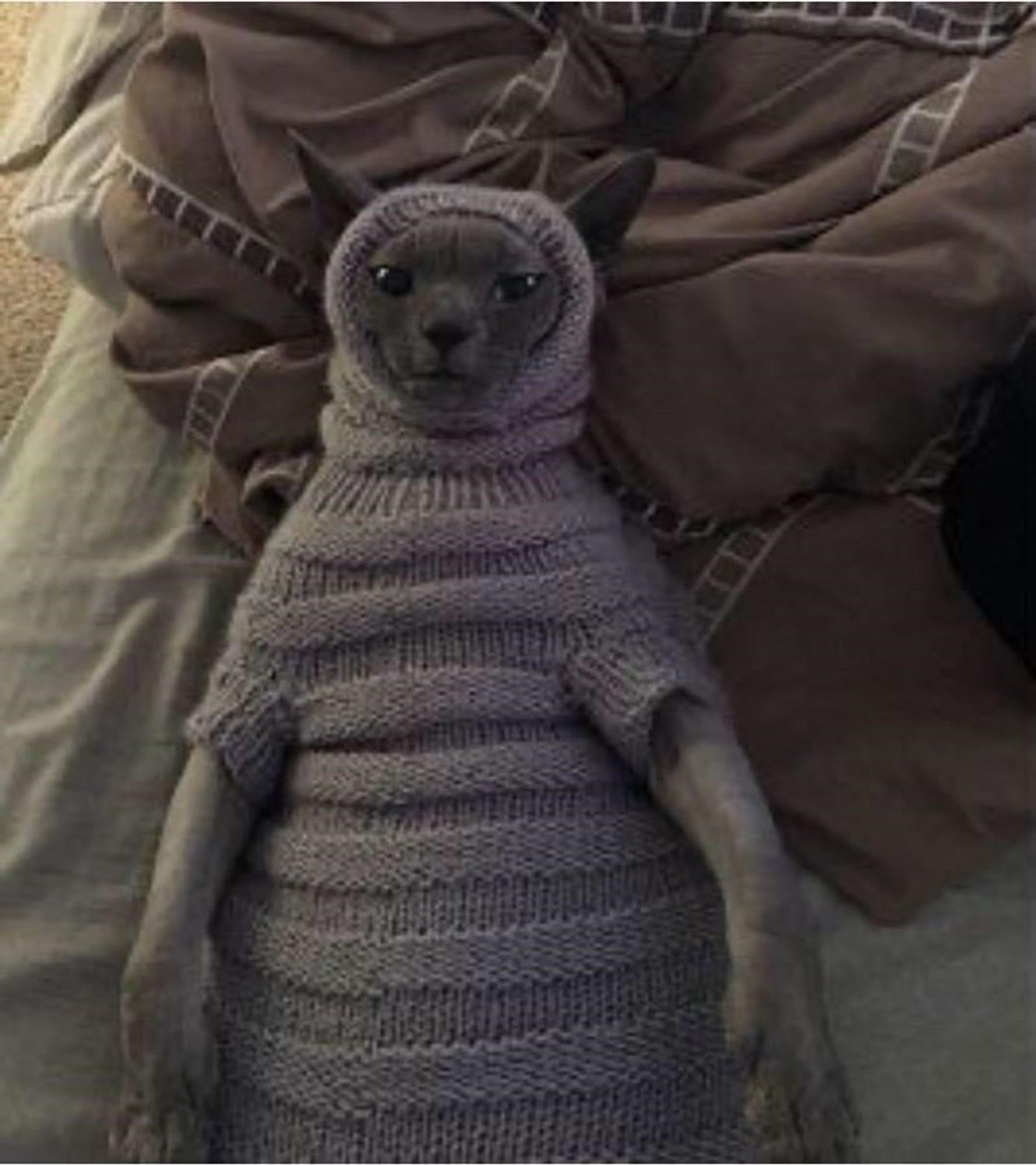 Adorable cat left motionless on a bed of blankets wearing a full body sweater with hood.