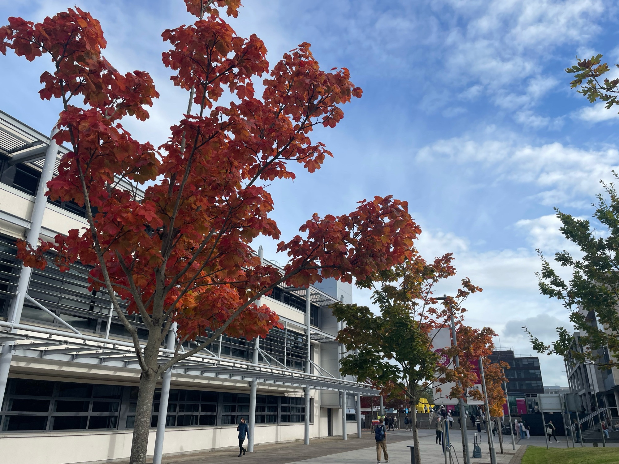 Trees outside the Arts Millennium Building at the university of galway main campus