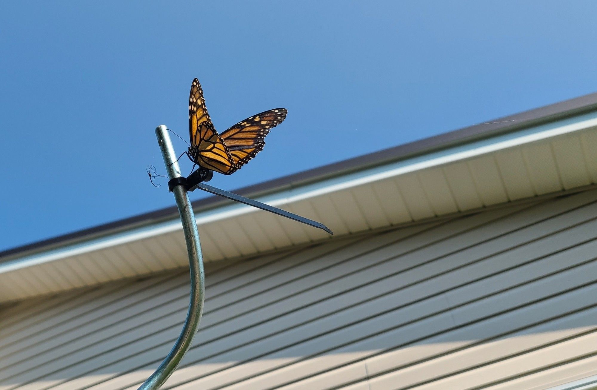 A bright orange monarch butterfly resting on an aluminum tomato stake. A part of a house and a bright blue sky can be seen in background.