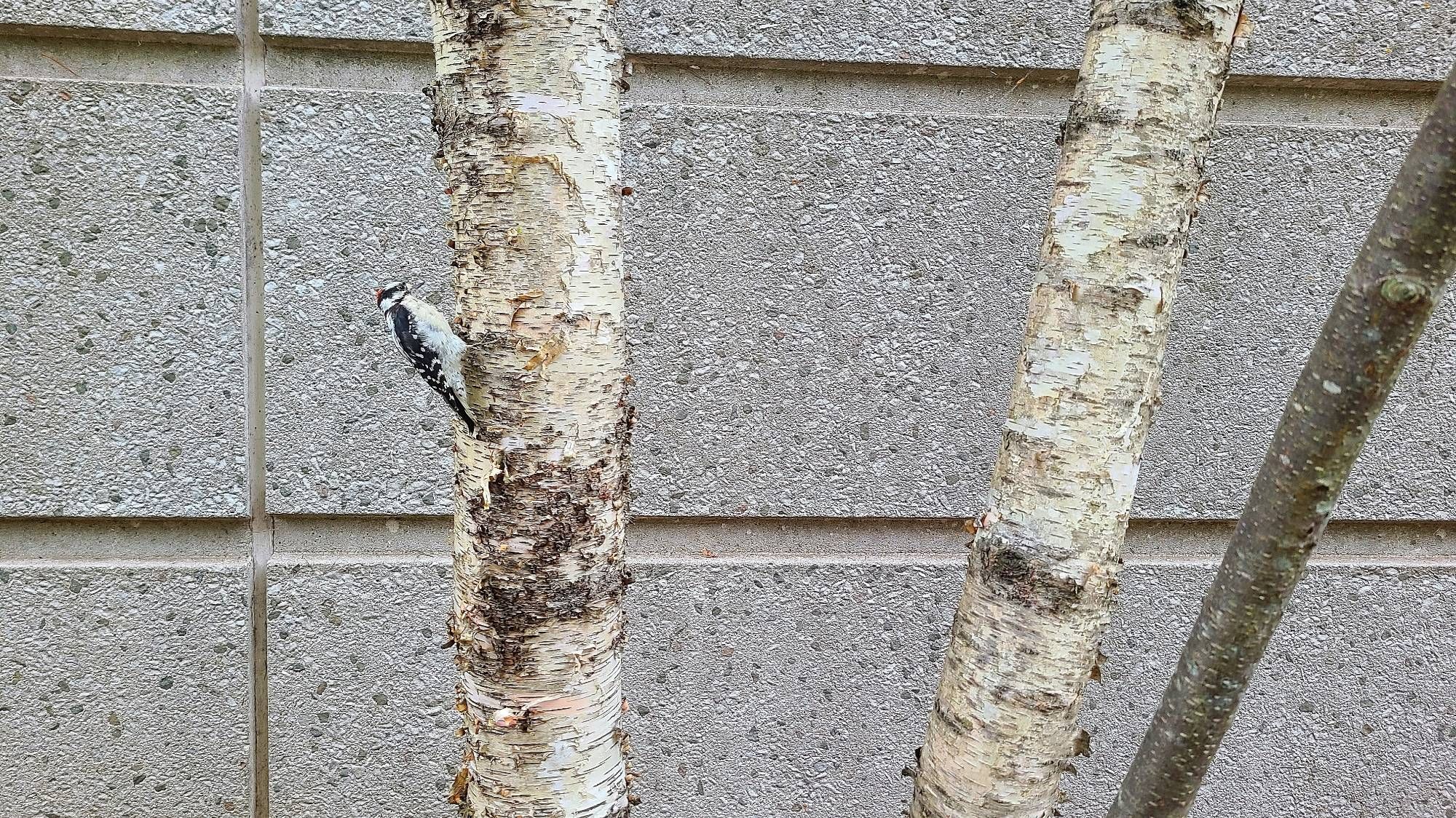 Monochromatic photo of birch tree trunks against a grey pebbled wall.  A little downy woodpecker is busily inspecting the tree for tasty snacks on one of the trunks.  Only colour is the little pop of red from the woodpeckers head feathers.