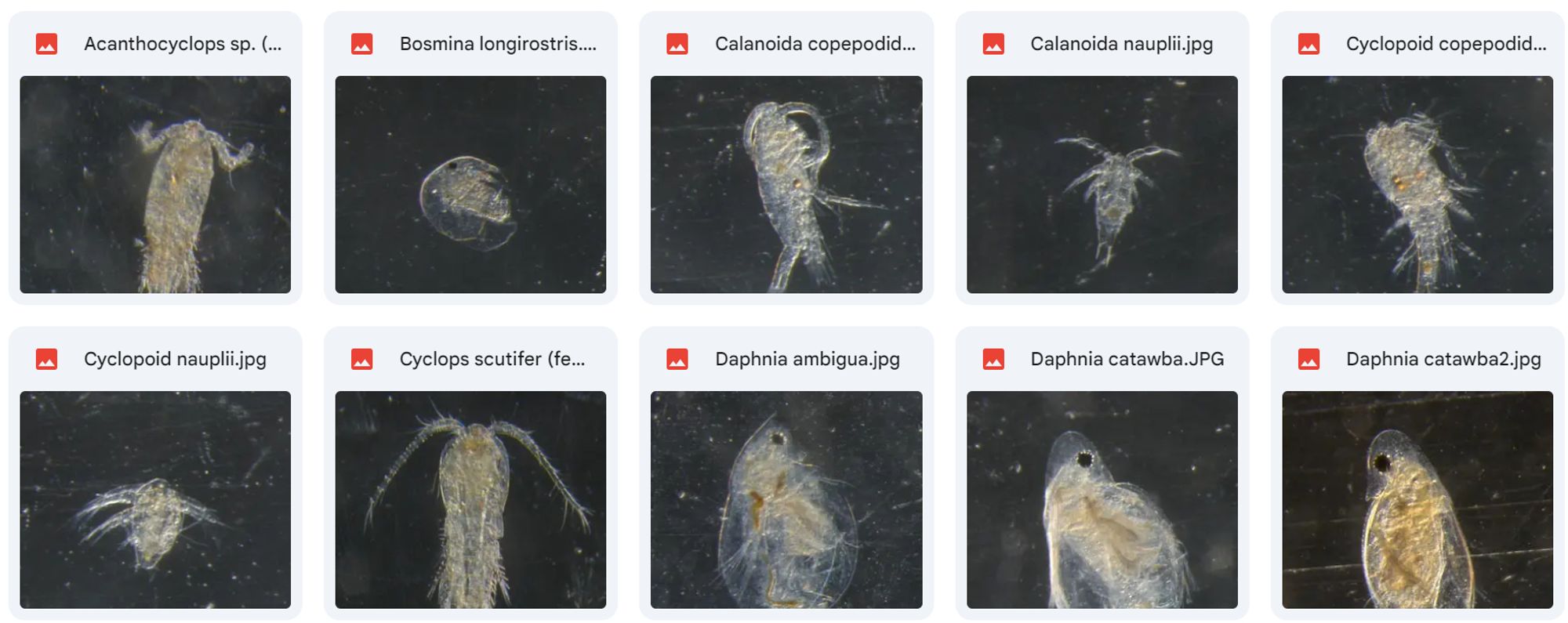 Microscope photographs of various cladorean and copepod zooplankton species, which are all slightly squished and beige-coloured.