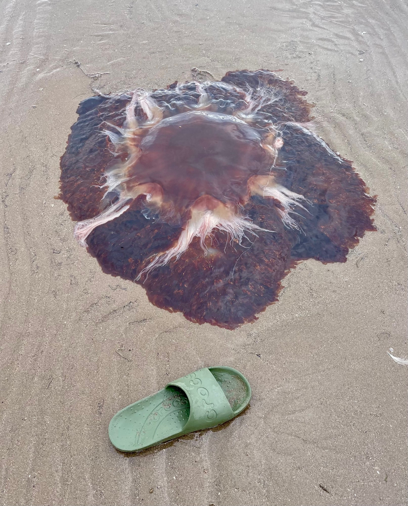 A big red brown and white lion’s mane jellyfish washed up on a beach with a green slider in the foreground for scale