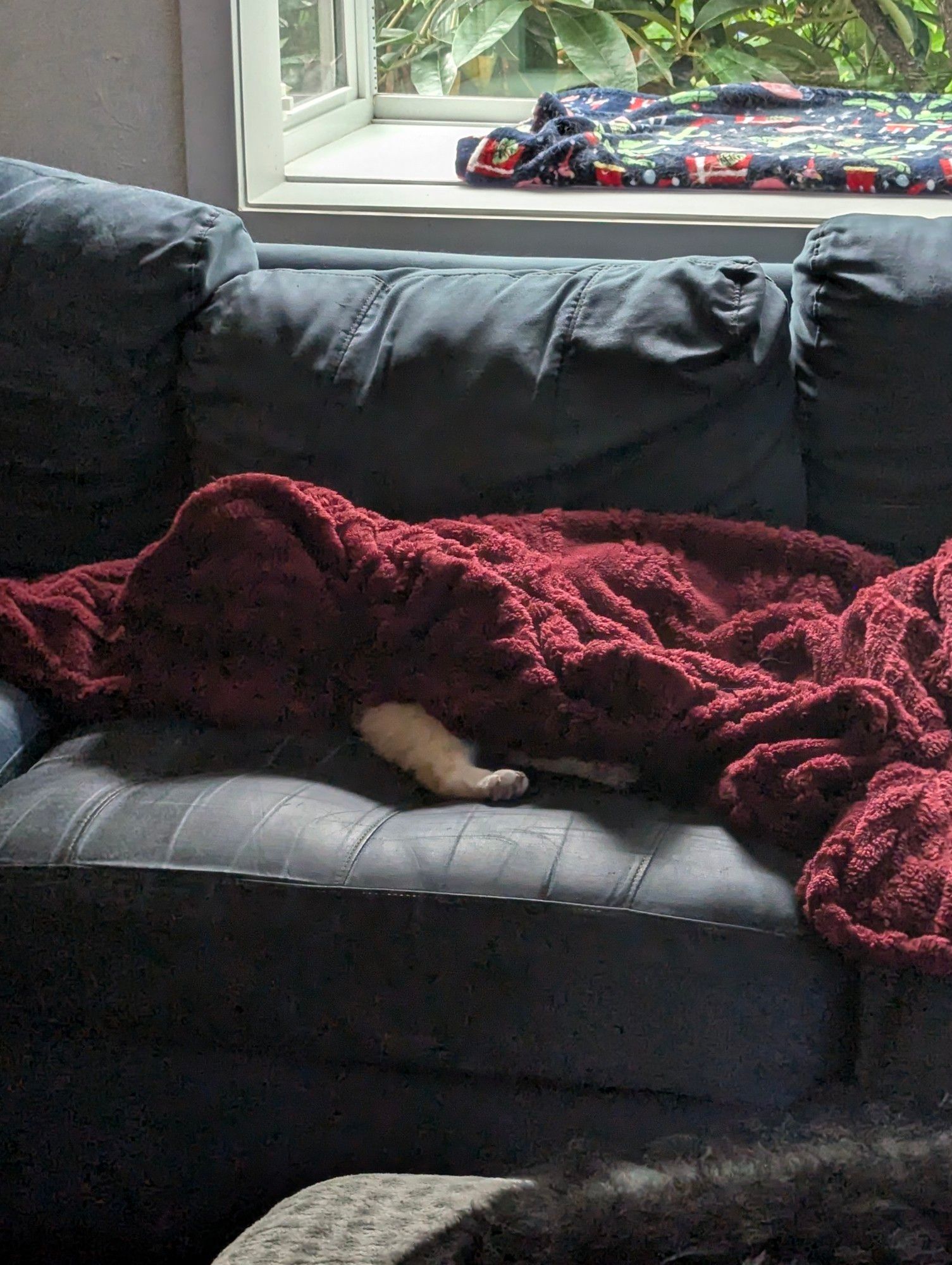 Photograph of a red rumpled blanket on a blue couch. One leg of an orange and white cat is sticking out from under the blanket.