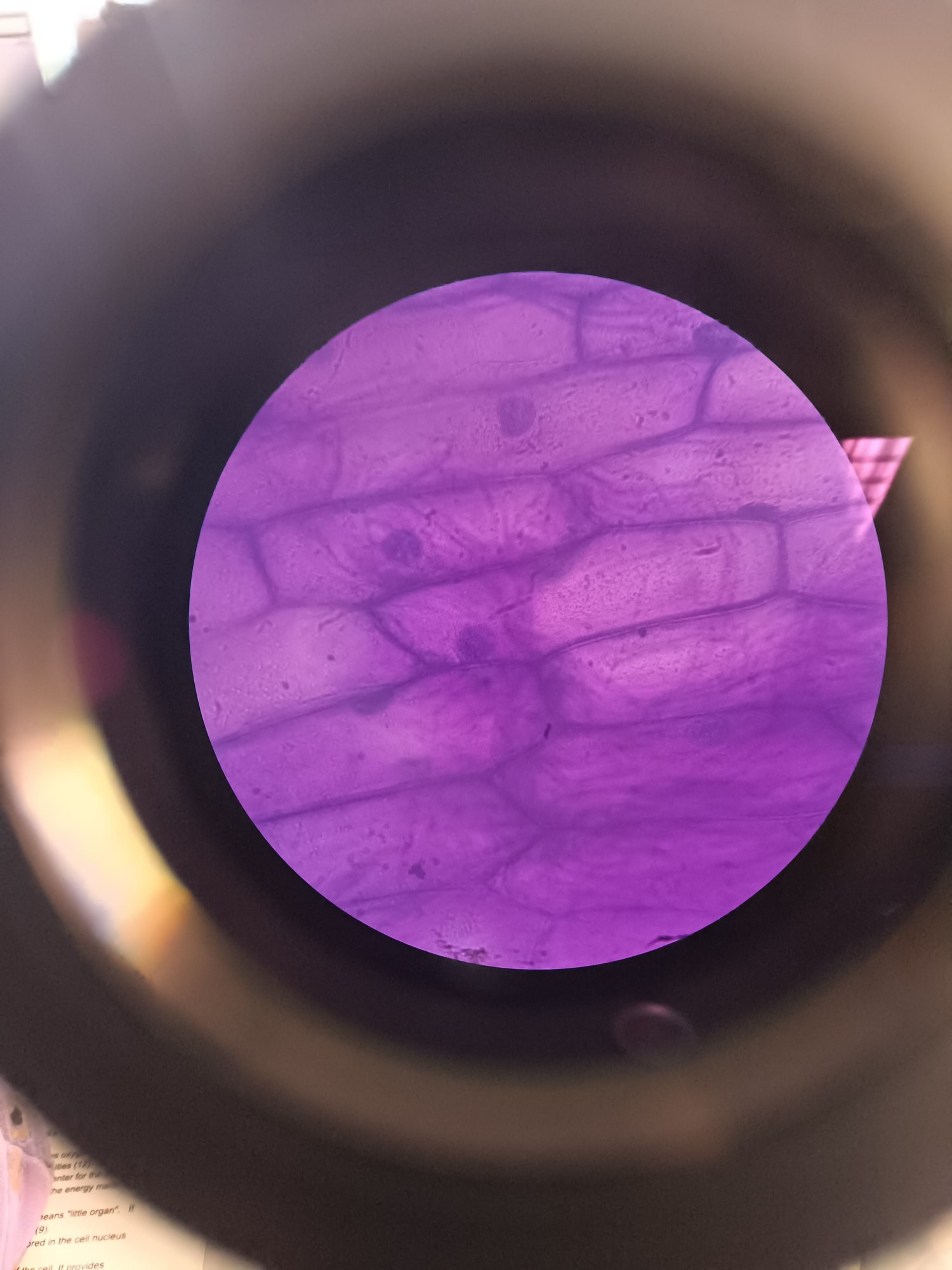 A close up of an onion cell viewed through a microscope at a magnification of 40X. It appears purple due to being dyed with methylene blue.