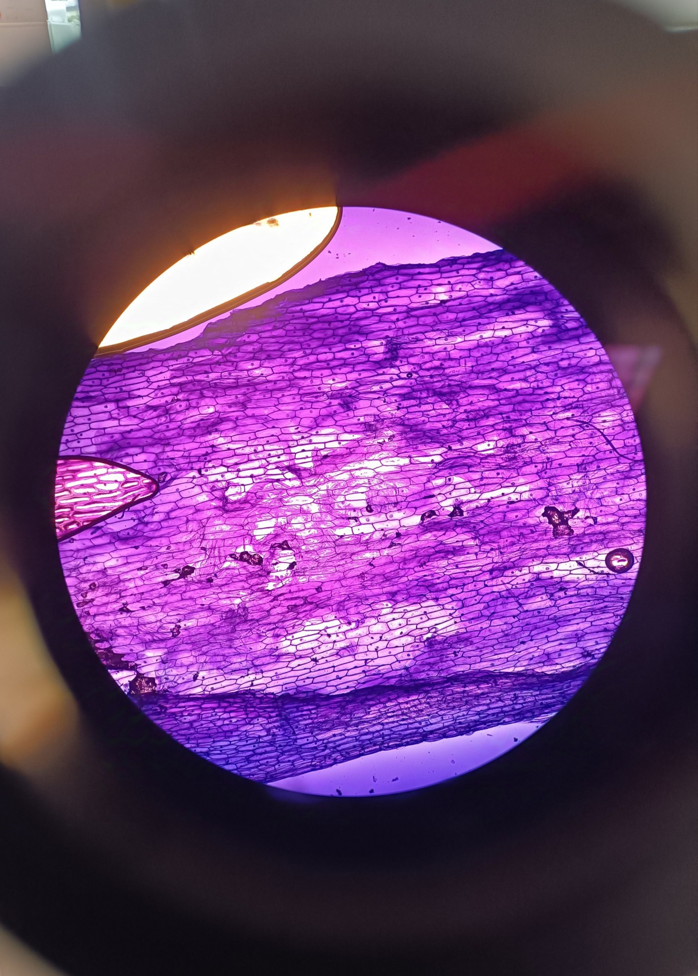 A close up of an onion cell viewed through a microscope at a magnification of 10X. It appears purple due to being dyed with methylene blue.