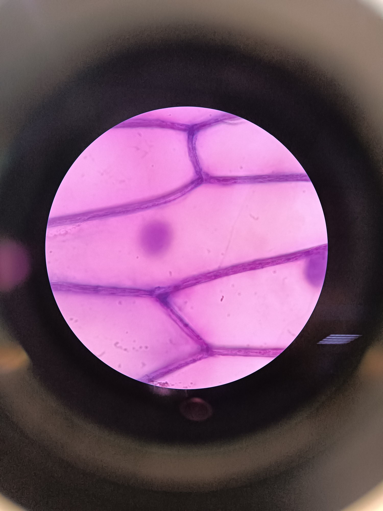 A close up of an onion cell viewed through a microscope at a magnification of 100X. It appears purple due to being dyed with methylene blue.