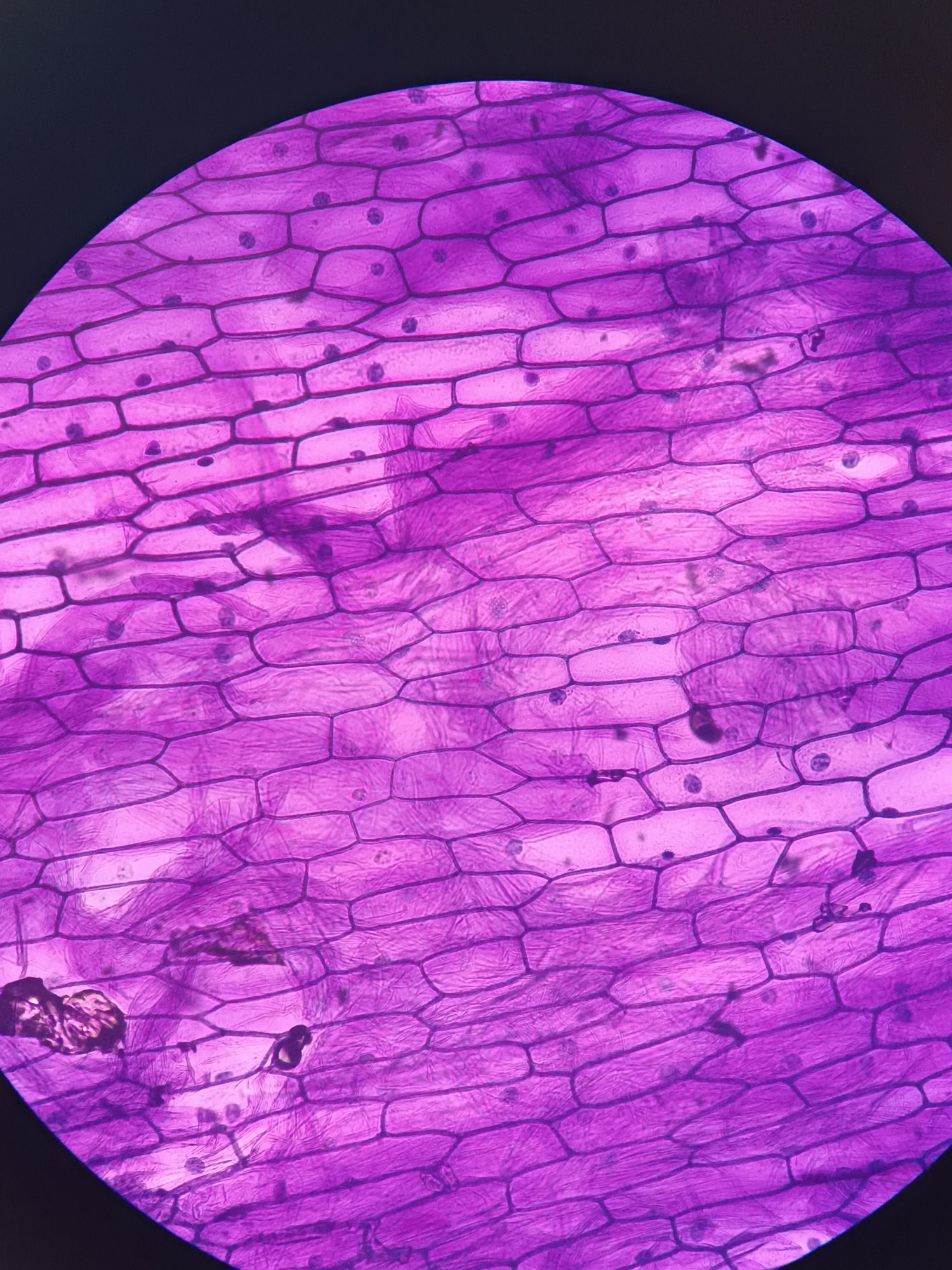 A close up of an onion cell viewed through a microscope at a magnification of 40X. It appears purple due to being dyed with methylene blue.