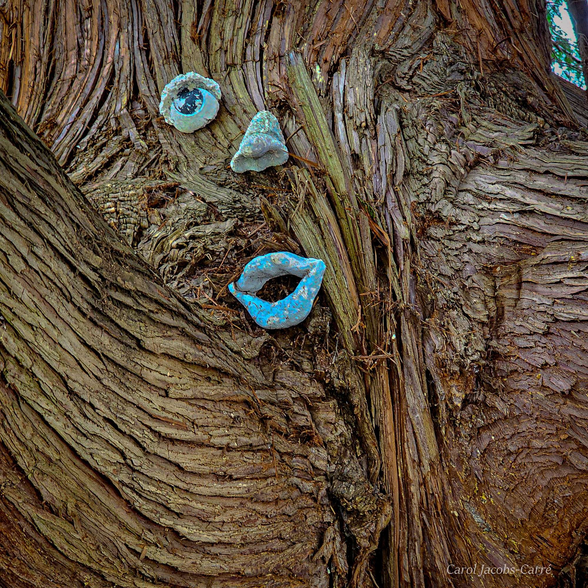 High up on a redcedar rough lined trunk you can spot where someone used ceramic to makes eyes, a nose and a mouth.  One eye has disappeared making it a one-eyed monster.